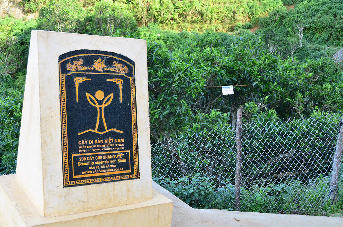 Nỗi niềm trà di sản ở Tà Xùa: Khám phá hương vị trà Shan tuyết độc đáo - Ảnh 1.