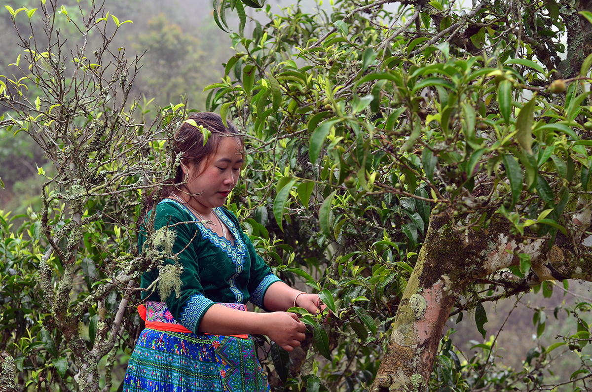Nỗi niềm trà di sản ở Tà Xùa: Khám phá hương vị trà Shan tuyết độc đáo - Ảnh 2.