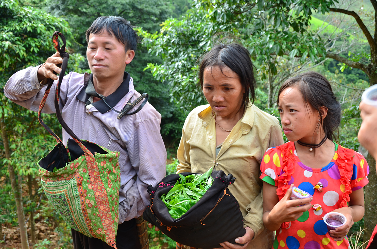 Nỗi niềm trà di sản ở Tà Xùa: Khám phá hương vị trà Shan tuyết độc đáo - Ảnh 4.