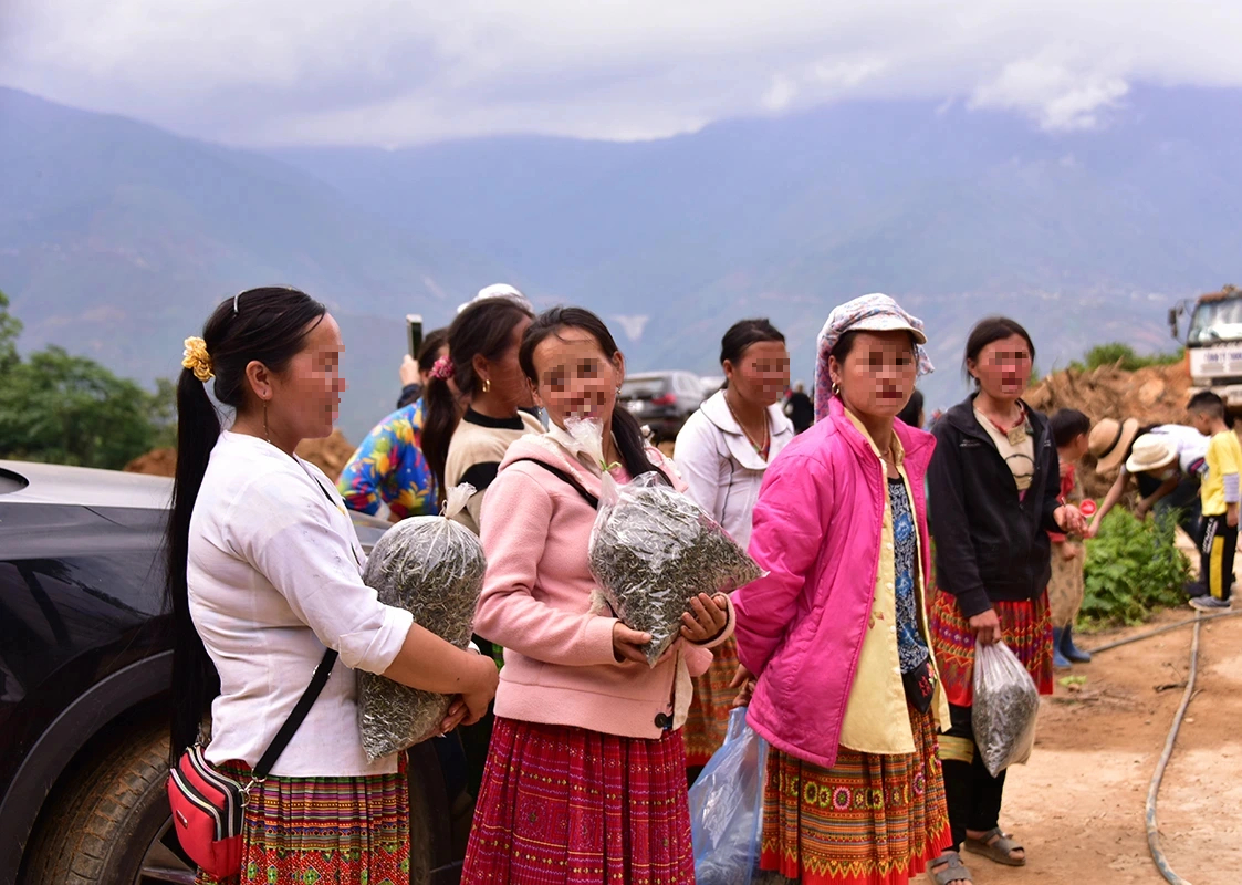 Nỗi niềm trà di sản ở Tà Xùa: Khám phá hương vị trà Shan tuyết độc đáo - Ảnh 9.