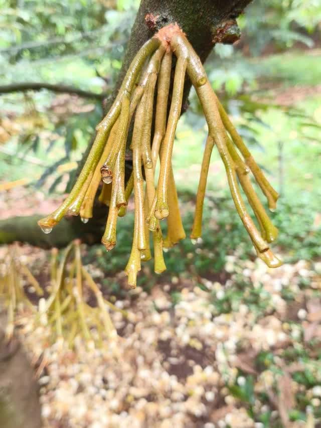 Thời tiết thất thường, nh&agrave; n&ocirc;ng gặp kh&oacute;- Ảnh 2.