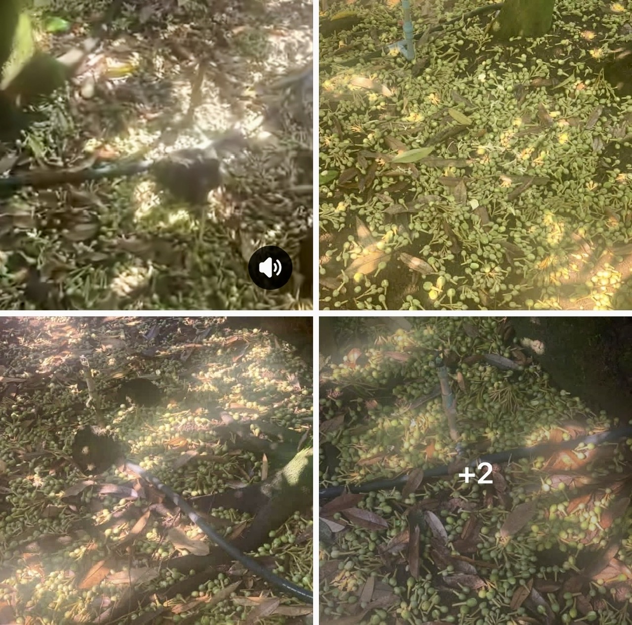 Thời tiết thất thường, nhà nông gặp khó- Ảnh 3.