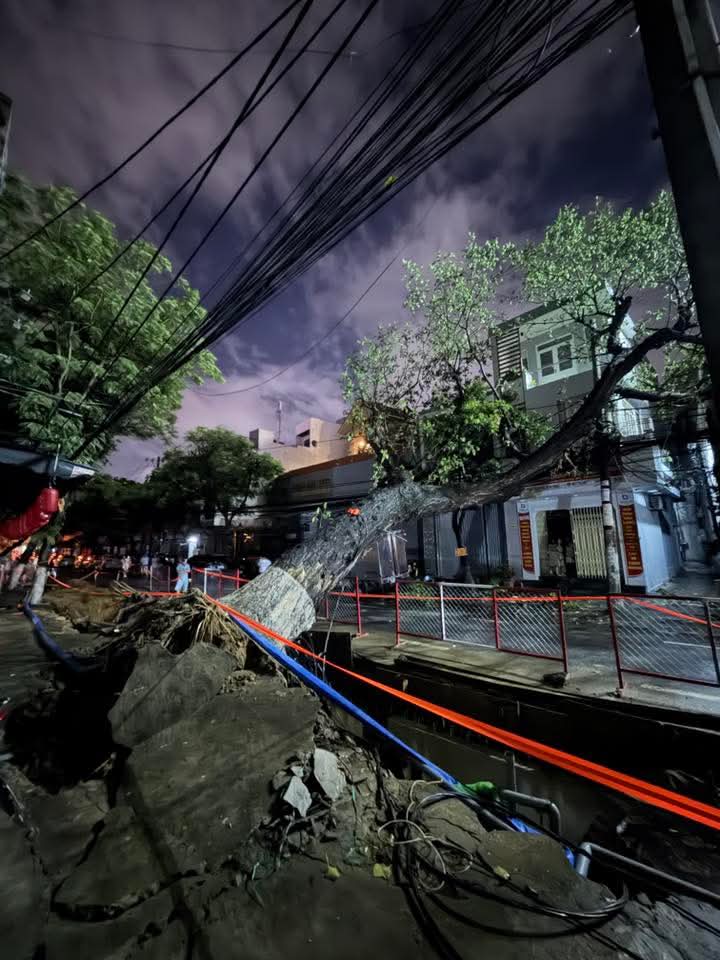 C&acirc;y cổ thụ bật gốc đ&egrave; nh&agrave; d&acirc;n, lo ngại do đ&agrave;o đường thi c&ocirc;ng dự &aacute;n- Ảnh 1.