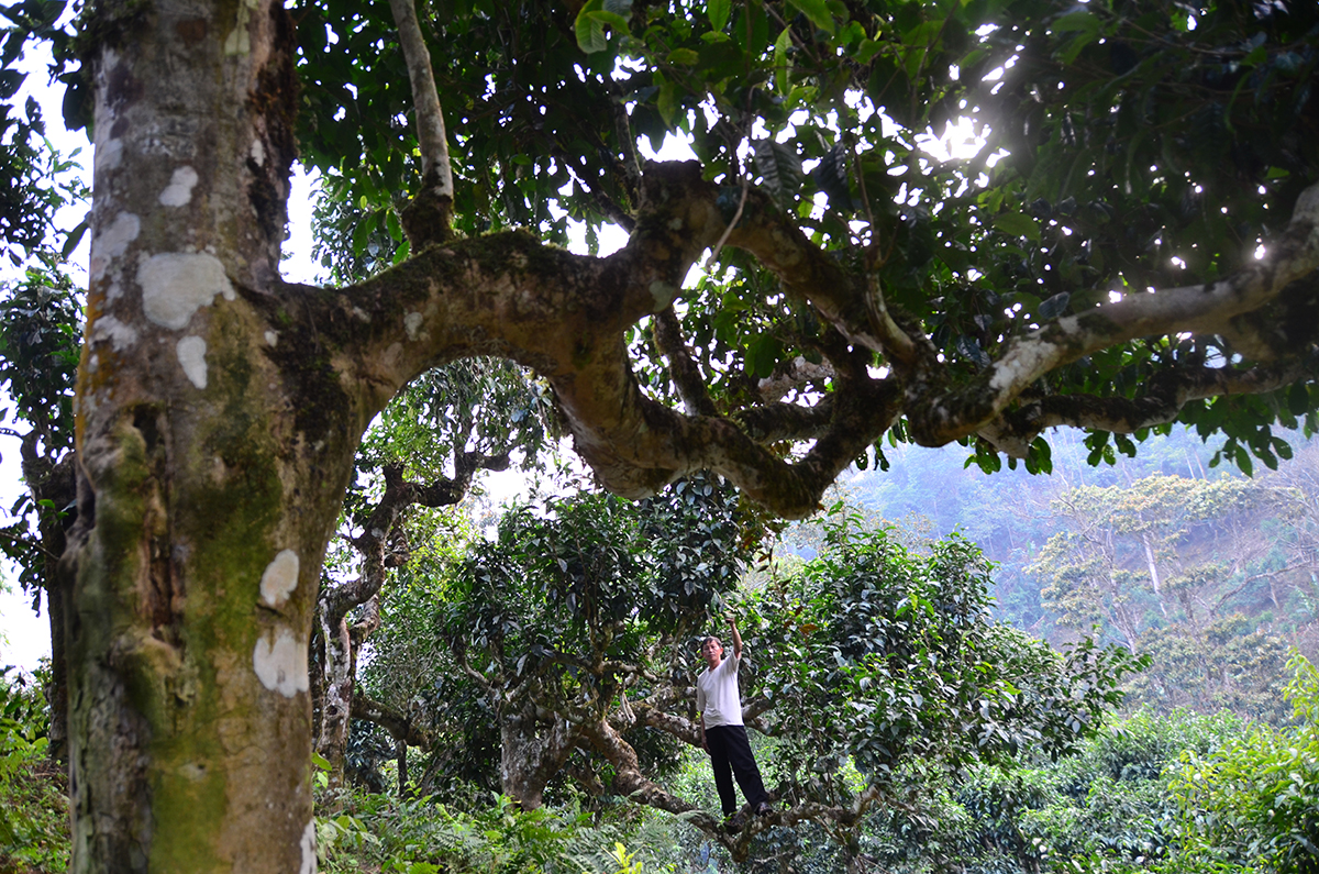 Nỗi niềm trà di sản: Phải sinh lợi, không sinh… bệnh!- Ảnh 5.