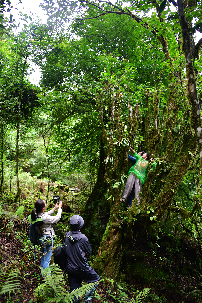 Nỗi niềm trà di sản: Phải sinh lợi, không sinh… bệnh!- Ảnh 4.