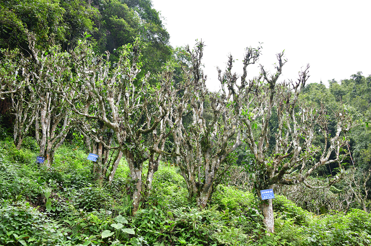 Nỗi niềm trà di sản: Phải sinh lợi, không sinh… bệnh!- Ảnh 7.