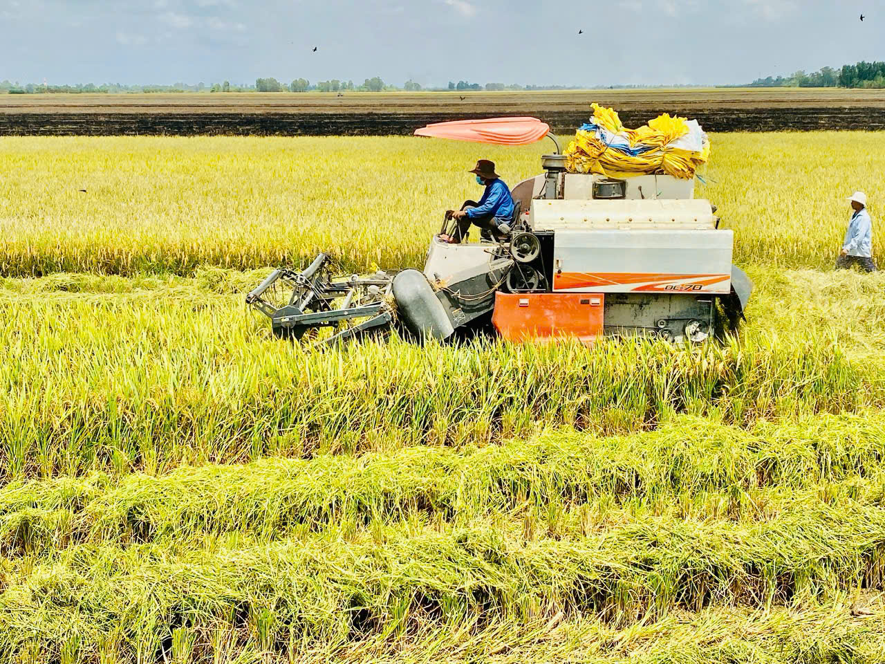 Ẩn số giá phân bón trong nước- Ảnh 2.