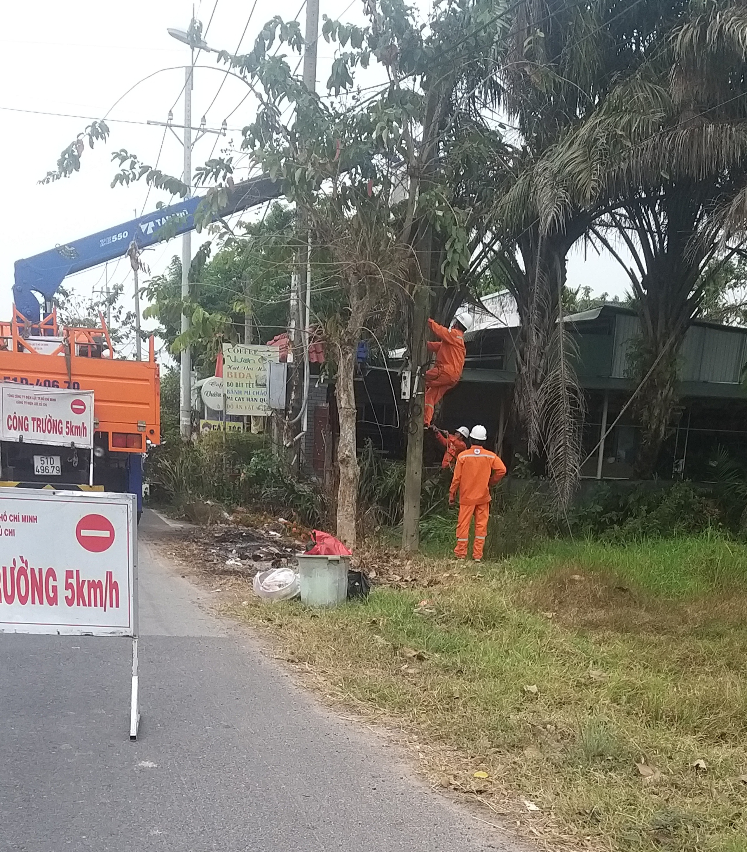Cây xanh và an toàn điện: Những nguy cơ tiềm ẩn