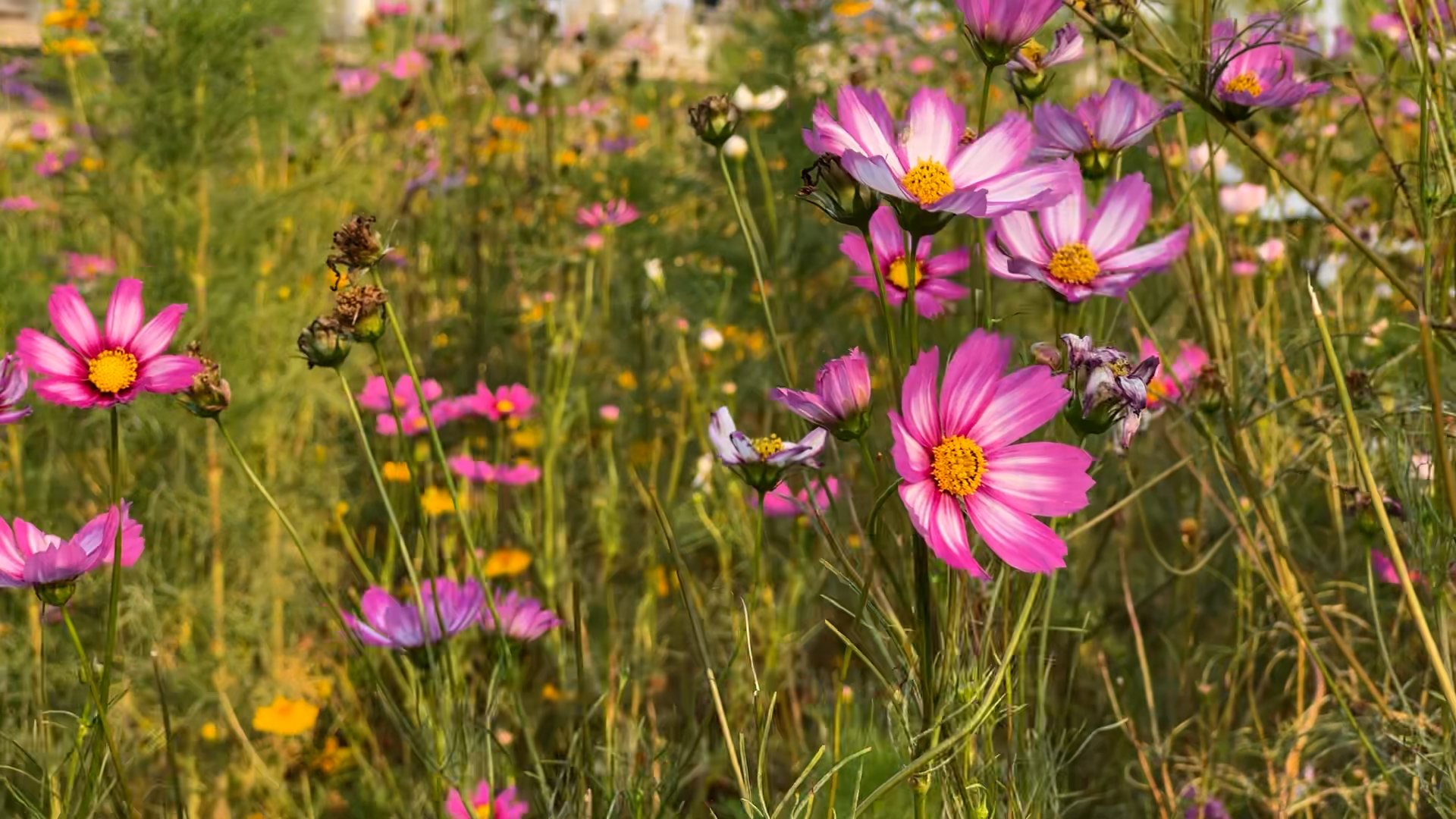 Vườn hoa sao nh&aacute;i tuyệt đẹp b&ecirc;n bờ s&ocirc;ng Hương: Giới trẻ n&ocirc; nức check-in - Ảnh 2.