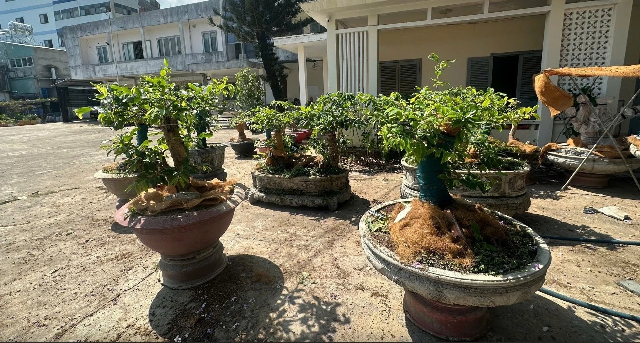 Phạt tiền người giữ 42 cây mai vàng: Người dân phải chứng minh nguồn gốc thế nào? - Ảnh 1.