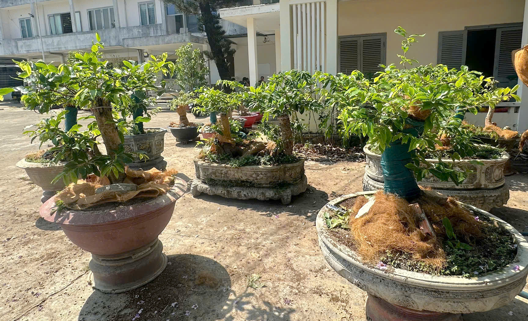 Từ vụ 42 cây mai vàng ở Côn Đảo: Khi nào cần lập bảng kê lâm sản? - Ảnh 1.