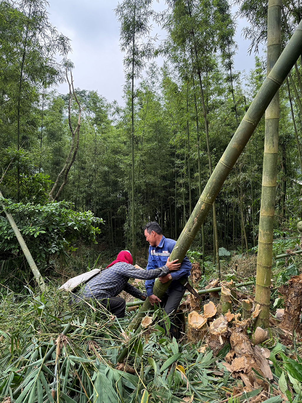 Giấy giang Pà Cò, khi hồn rừng về phố thị- Ảnh 2. Giấy giang Pà Cò, khi hồn rừng về phố thị- Ảnh 2.