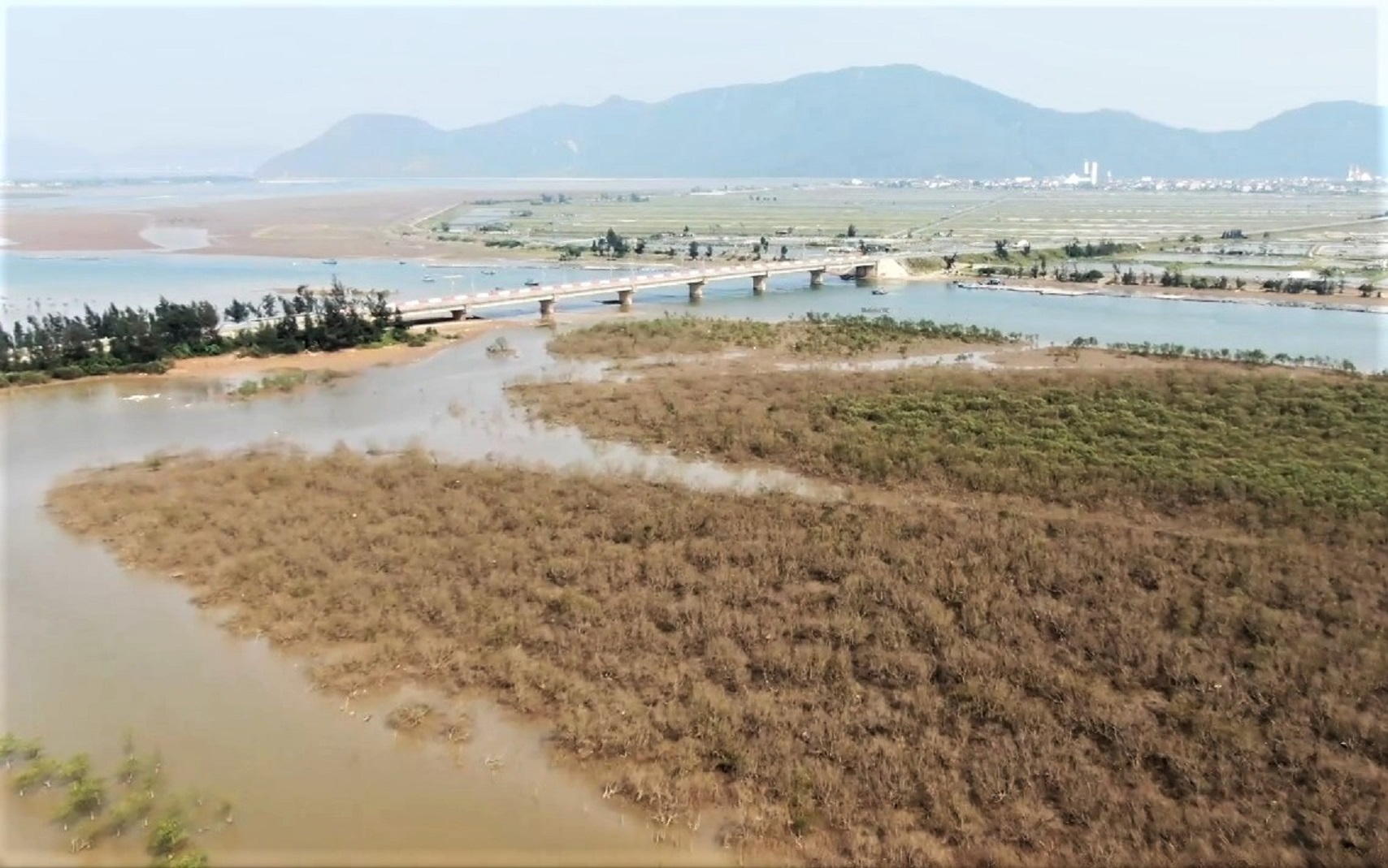 Nhiều hecta rừng ngập mặn ở H&agrave; Tĩnh chết kh&ocirc;- Ảnh 1.