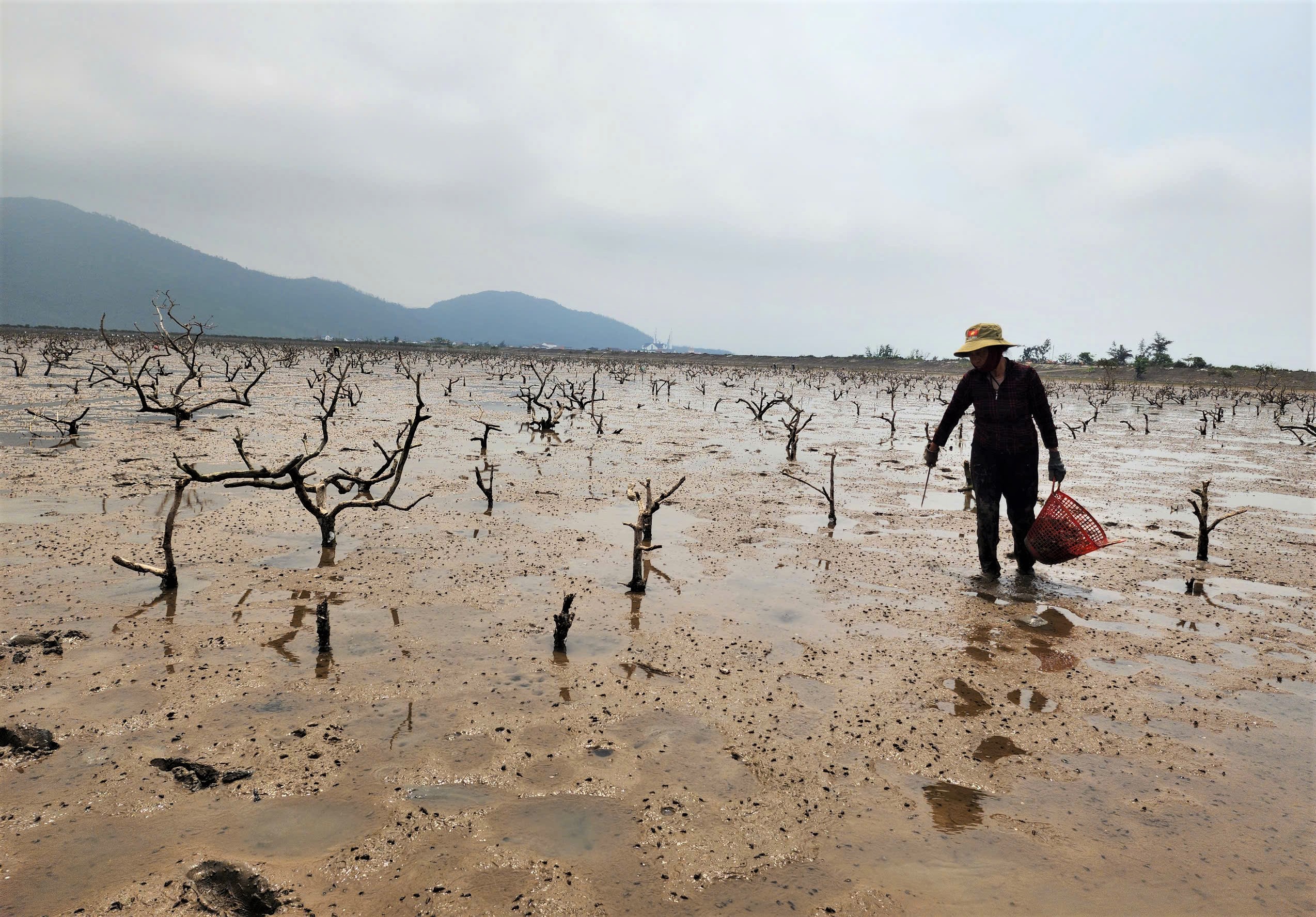 Nhiều hecta rừng ngập mặn ở H&agrave; Tĩnh chết kh&ocirc;- Ảnh 2.