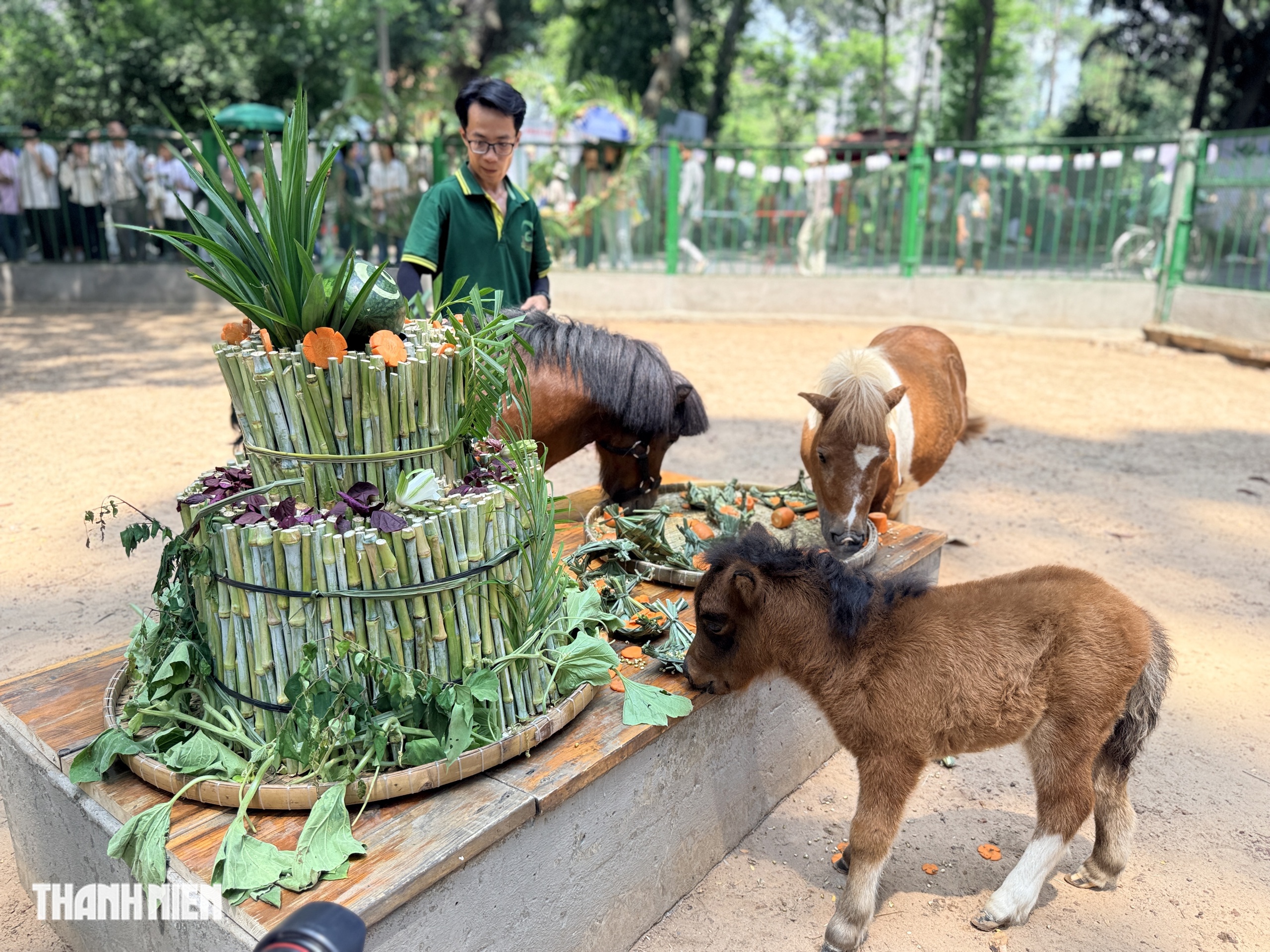 'Nàng' ngựa lùn Ca Cao siêu tinh nghịch trong tiệc đầy tháng ở Thảo Cầm Viên- Ảnh 3. 'Nàng' ngựa lùn Ca Cao siêu tinh nghịch trong tiệc đầy tháng ở Thảo Cầm Viên- Ảnh 3.