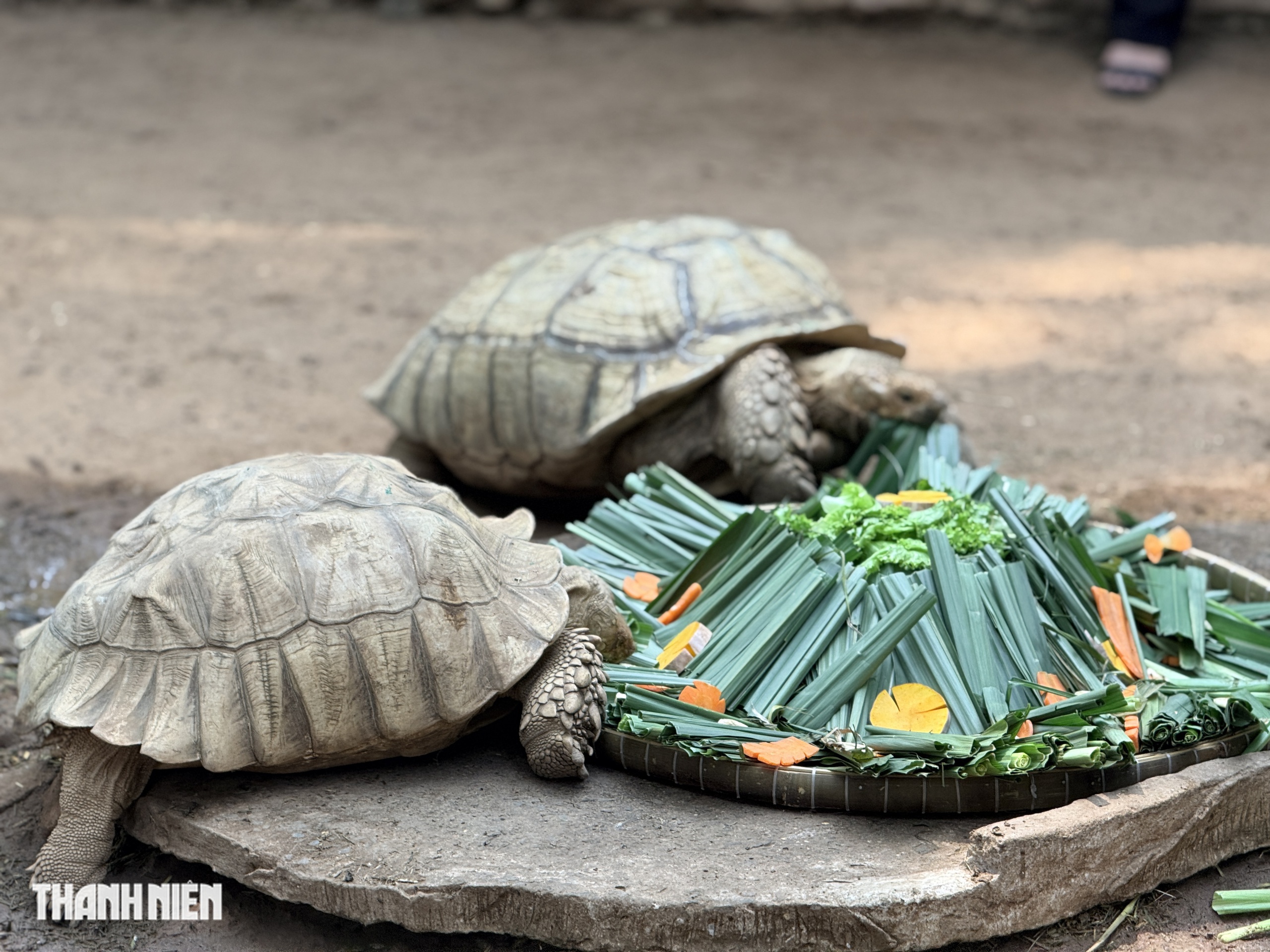 'Nàng' ngựa lùn Ca Cao siêu tinh nghịch trong tiệc đầy tháng ở Thảo Cầm Viên- Ảnh 8. 'Nàng' ngựa lùn Ca Cao siêu tinh nghịch trong tiệc đầy tháng ở Thảo Cầm Viên- Ảnh 8.