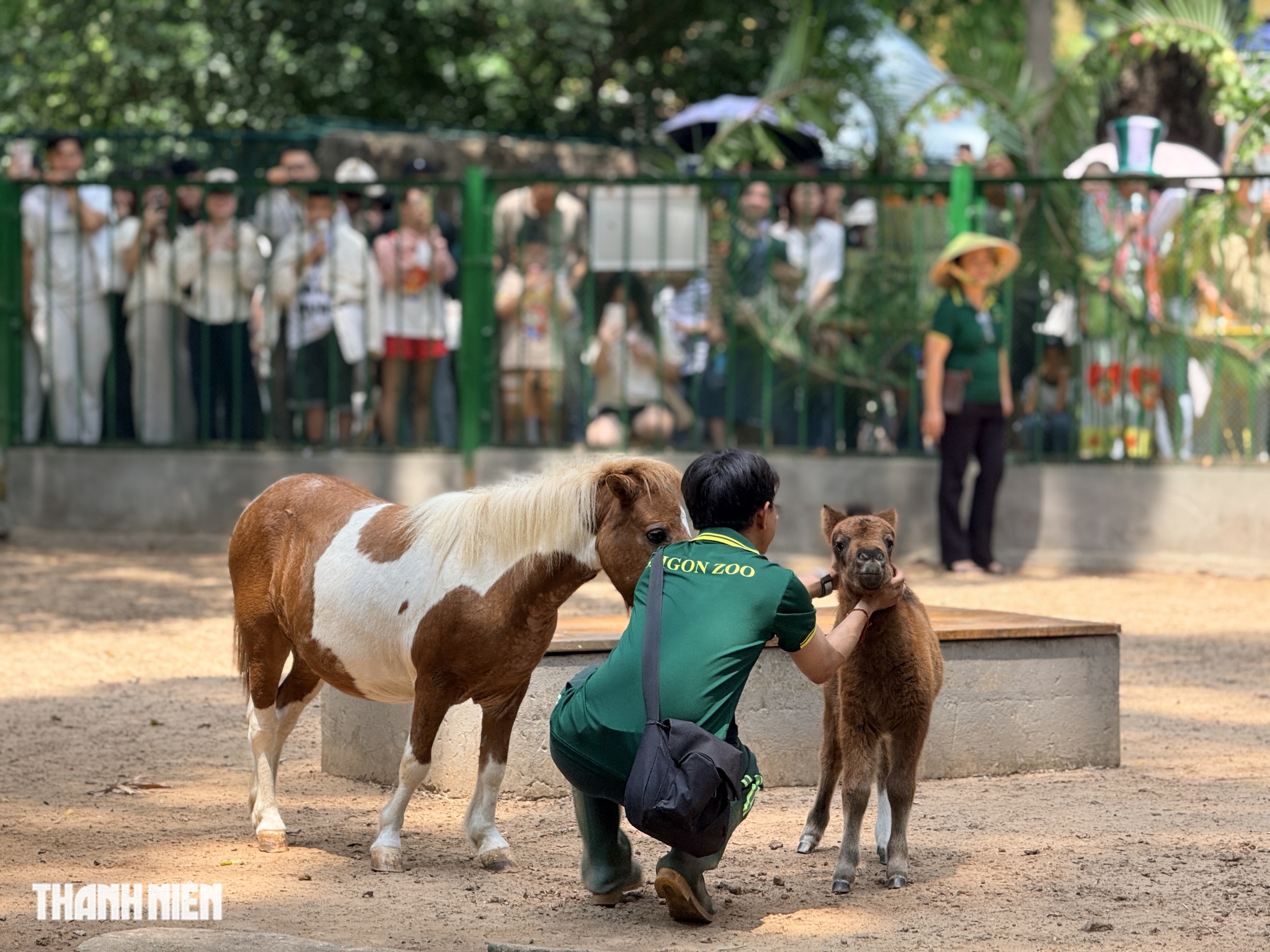 'Nàng' ngựa lùn Ca Cao siêu tinh nghịch trong tiệc đầy tháng ở Thảo Cầm Viên- Ảnh 2. 'Nàng' ngựa lùn Ca Cao siêu tinh nghịch trong tiệc đầy tháng ở Thảo Cầm Viên- Ảnh 2.