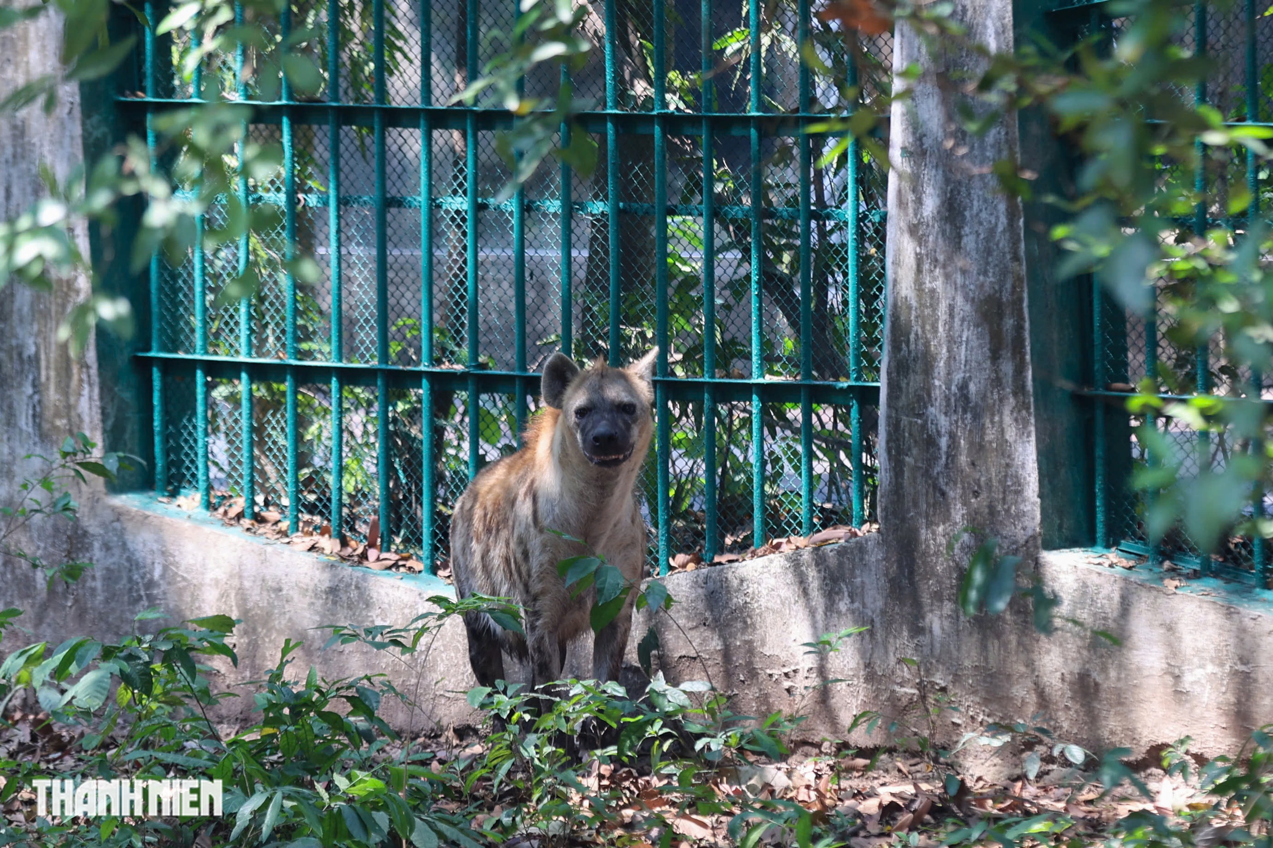 'Nàng' ngựa lùn Ca Cao siêu tinh nghịch trong tiệc đầy tháng ở Thảo Cầm Viên- Ảnh 9. 'Nàng' ngựa lùn Ca Cao siêu tinh nghịch trong tiệc đầy tháng ở Thảo Cầm Viên- Ảnh 9.