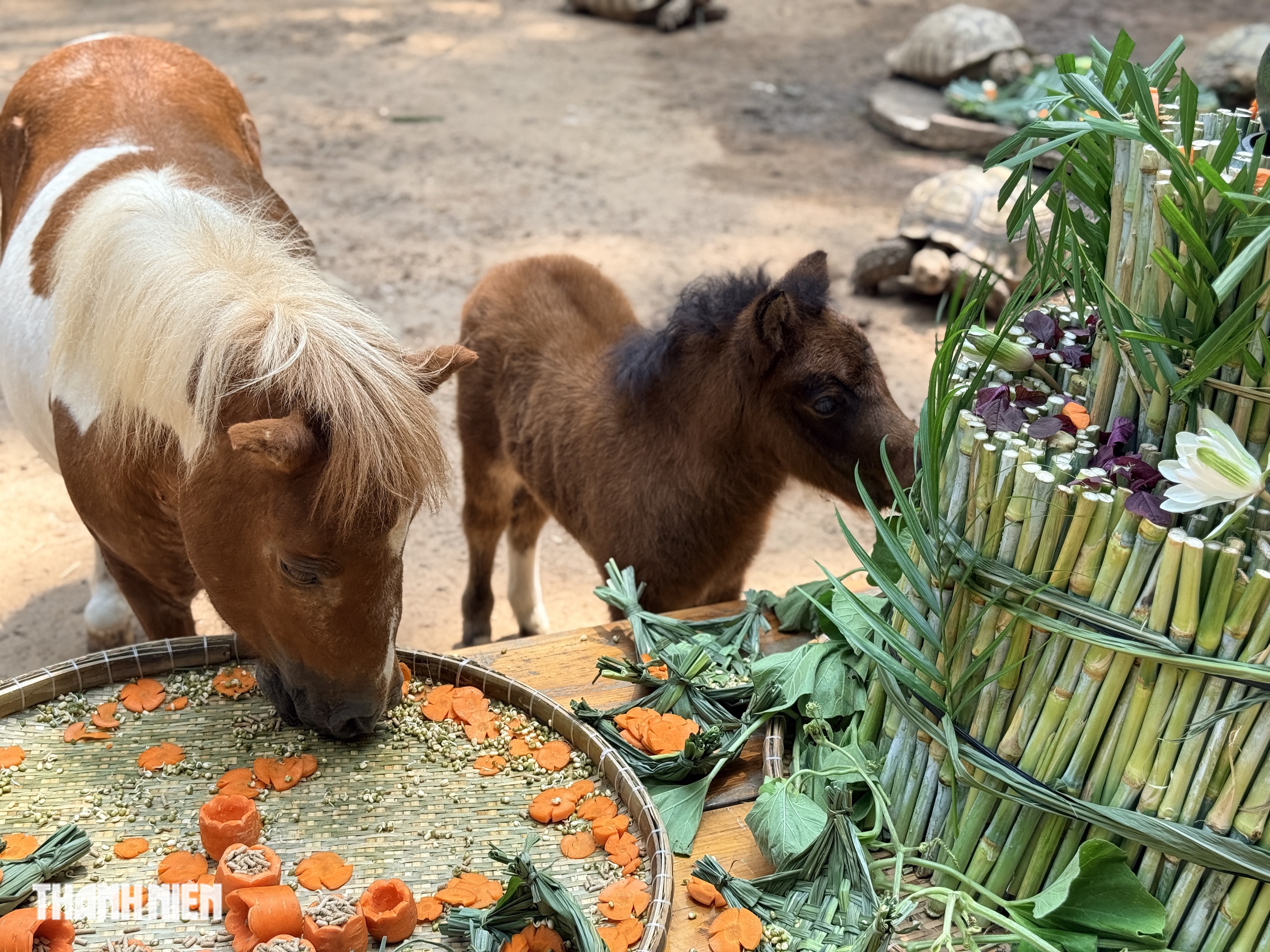 'Nàng' ngựa lùn Ca Cao siêu tinh nghịch trong tiệc đầy tháng ở Thảo Cầm Viên- Ảnh 6. 'Nàng' ngựa lùn Ca Cao siêu tinh nghịch trong tiệc đầy tháng ở Thảo Cầm Viên- Ảnh 6.