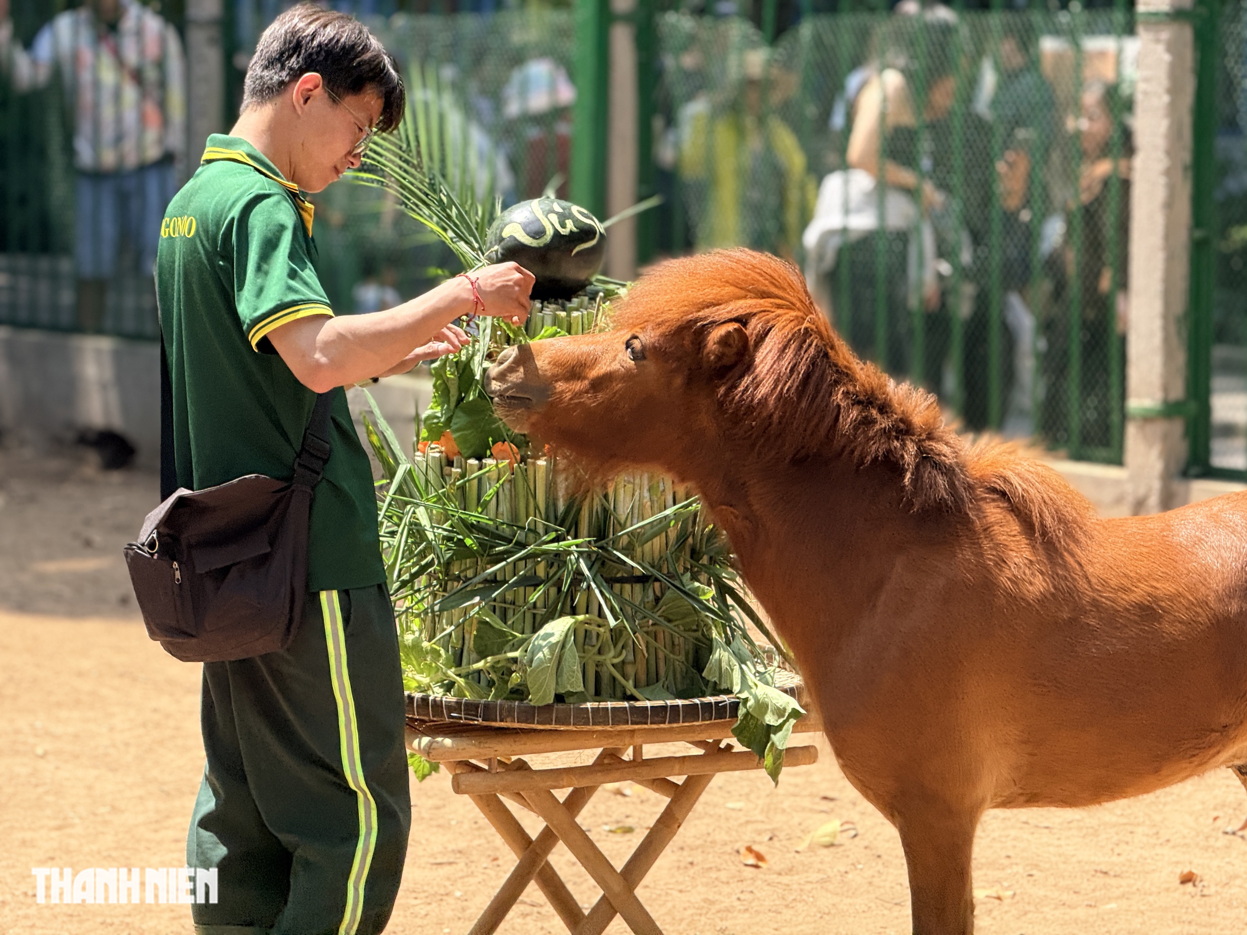 'Nàng' ngựa lùn Ca Cao siêu tinh nghịch trong tiệc đầy tháng ở Thảo Cầm Viên- Ảnh 7. 'Nàng' ngựa lùn Ca Cao siêu tinh nghịch trong tiệc đầy tháng ở Thảo Cầm Viên- Ảnh 7.