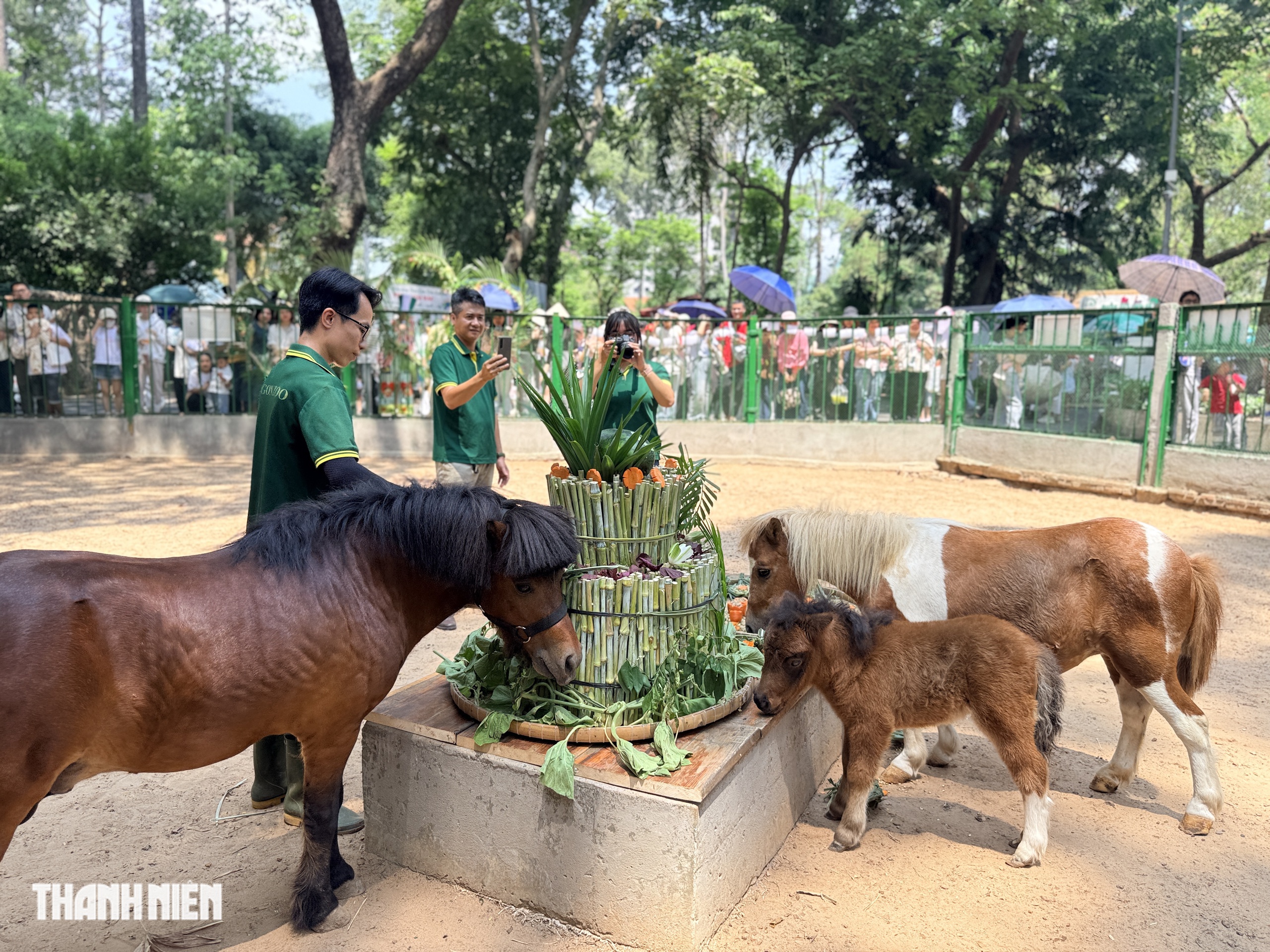 'Nàng' ngựa lùn Ca Cao siêu tinh nghịch trong tiệc đầy tháng ở Thảo Cầm Viên- Ảnh 1. 'Nàng' ngựa lùn Ca Cao siêu tinh nghịch trong tiệc đầy tháng ở Thảo Cầm Viên- Ảnh 1.