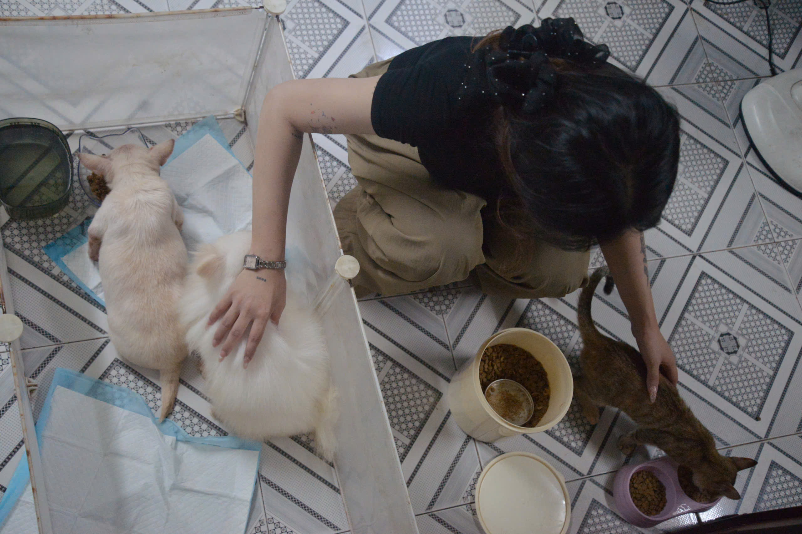 Người trẻ nuôi thú cưng: Chọn chó, mèo thay thế tình yêu trong cuộc sống - Ảnh 3.