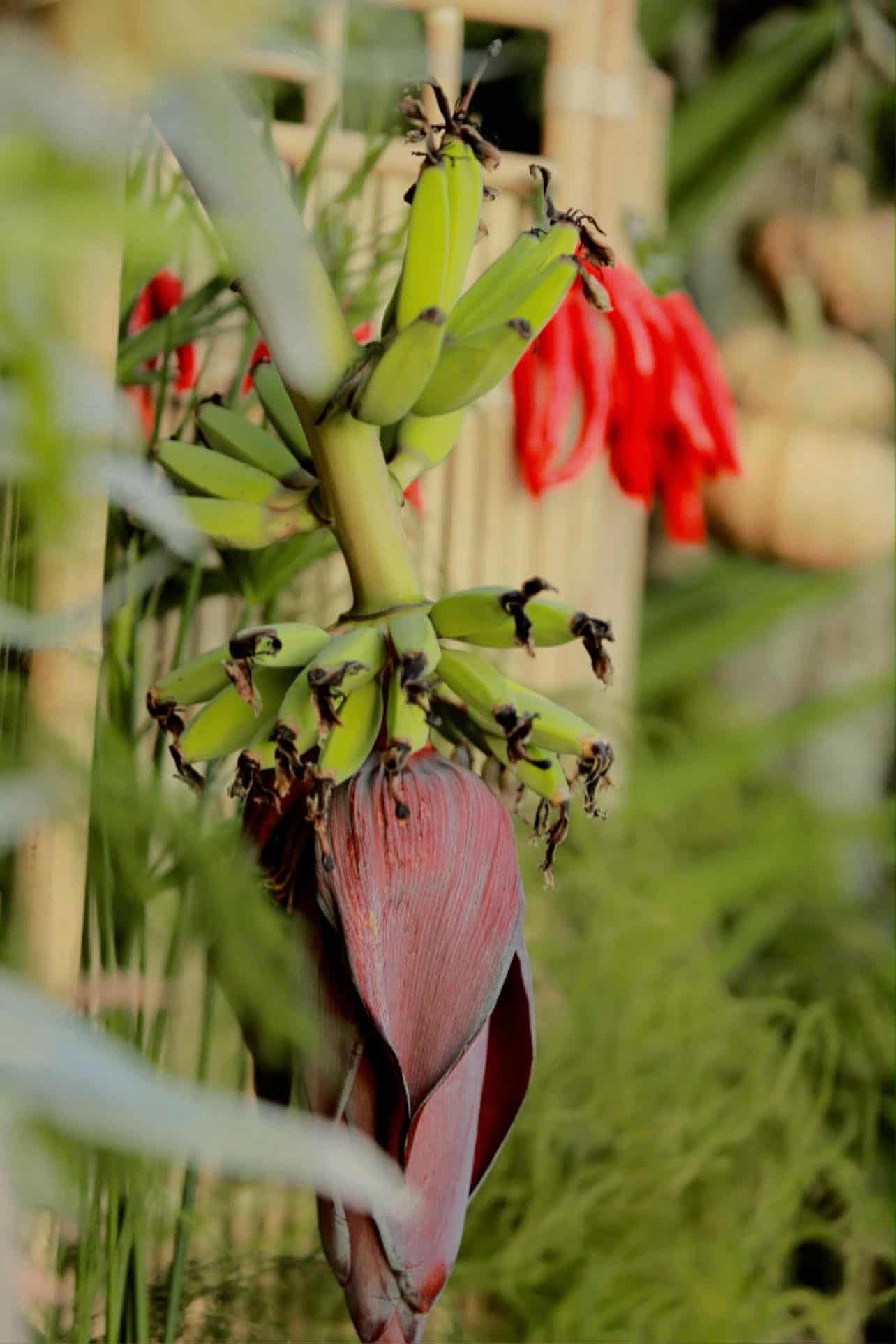 Đ&aacute;m cưới &lsquo;nặng k&yacute;&rsquo; nhất C&agrave; Mau: Hơn 315 kg rau củ quả phủ k&iacute;n bữa tiệc - Ảnh 6.