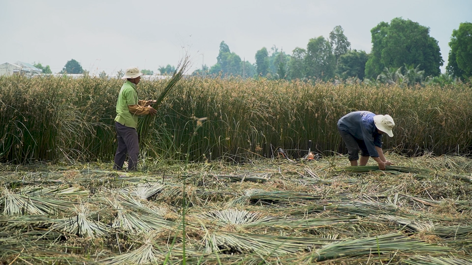C&ugrave;ng Sống Xanh 144 - Ảnh 1.
