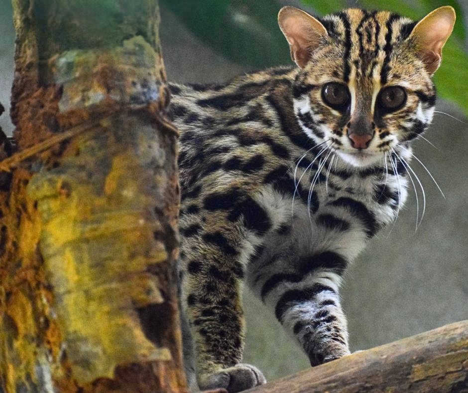 Chuyện về Echo - Con mèo rừng cụt đuôi vẫn sống tốt dù không thể về rừng - Ảnh 2.