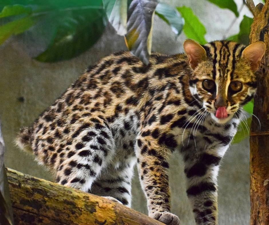 Chuyện về Echo - Con mèo rừng cụt đuôi vẫn sống tốt dù không thể về rừng - Ảnh 1.