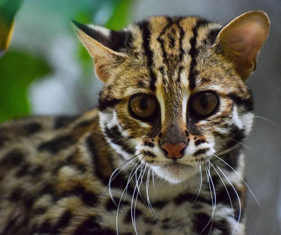 Chuyện về Echo - Con mèo rừng cụt đuôi vẫn sống tốt dù không thể về rừng - Ảnh 3.