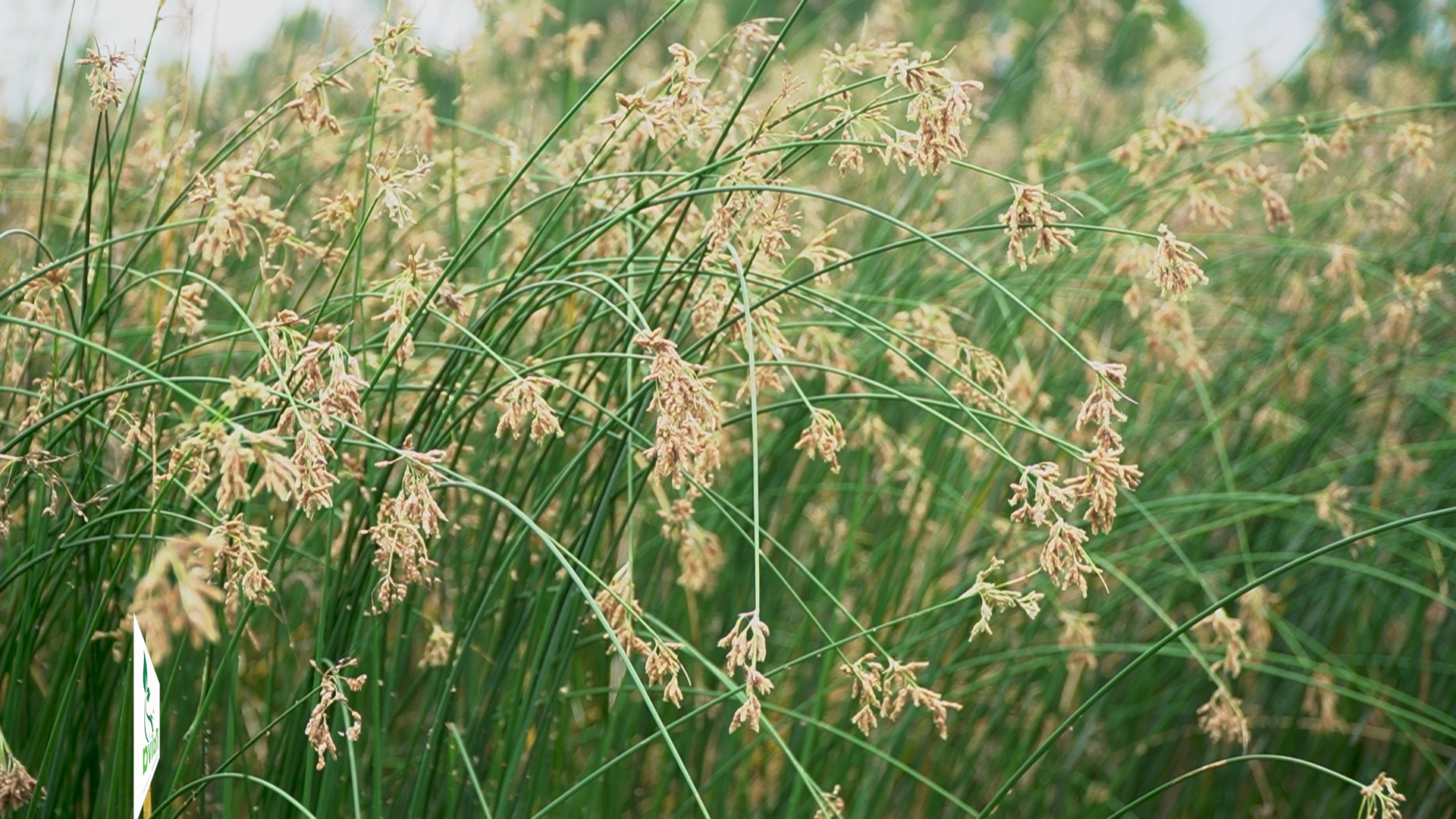 C&ugrave;ng Sống Xanh 144 - Ảnh 2.