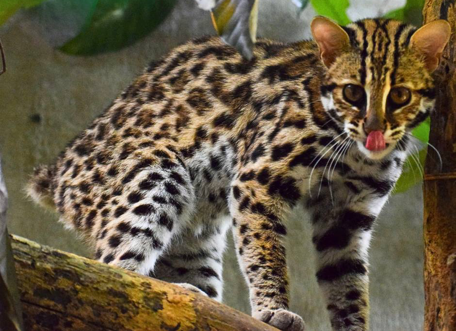 Chuyện về Echo - Con mèo rừng cụt đuôi vẫn sống tốt dù không thể về rừng - Ảnh 4.