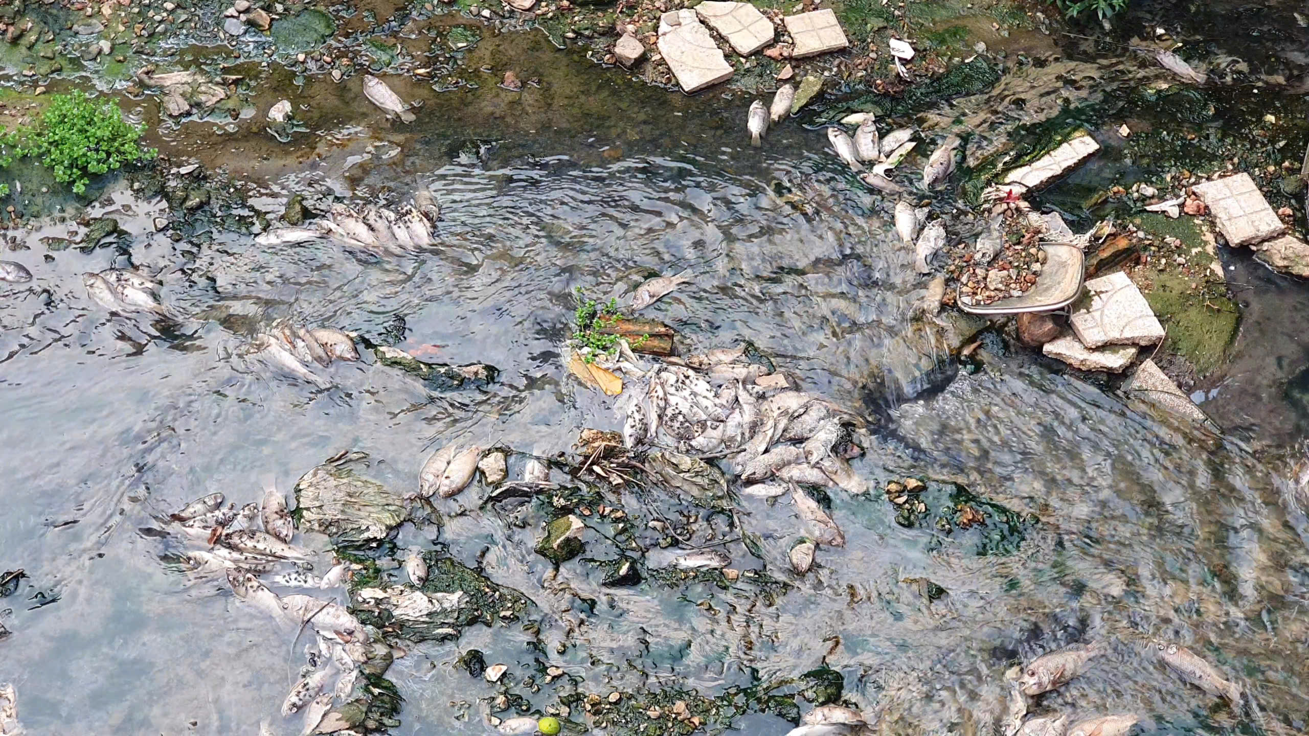 Quảng Trị: Cá chết bất thường dưới mương, người dân đóng cửa tránh mùi hôi - Ảnh 2.