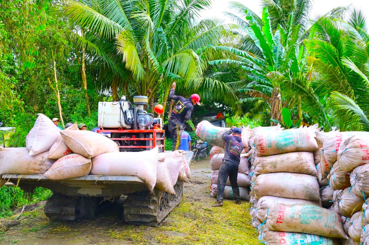 Giá lúa giảm, hội nông dân gọi nhiều doanh nghiệp thu mua không nghe máy - Ảnh 2.