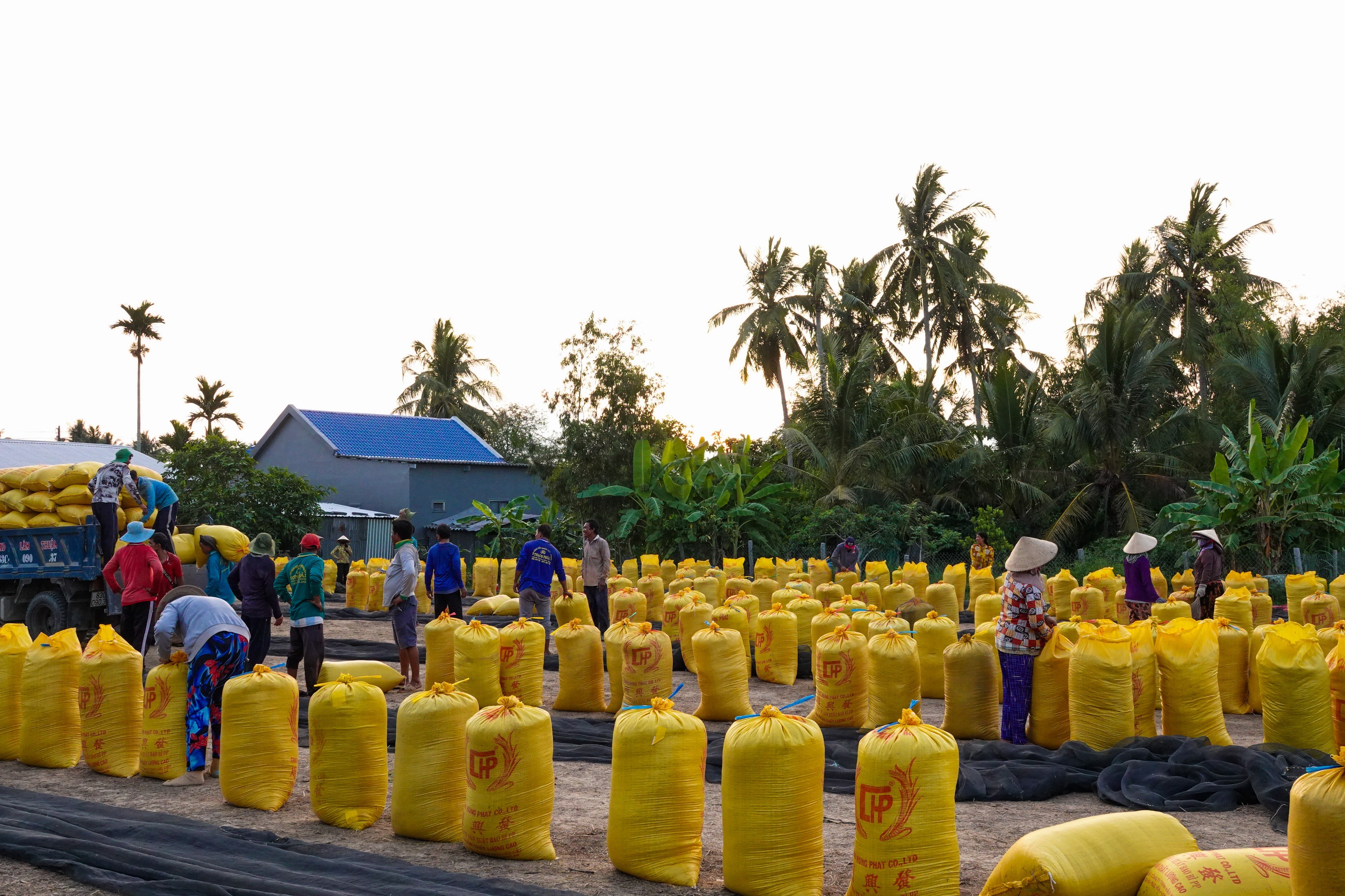 Đội nắng v&aacute;c l&uacute;a m&ugrave;a gặt, lao động miền T&acirc;y 'ai mệt th&igrave; anh em đỡ cho'- Ảnh 1.