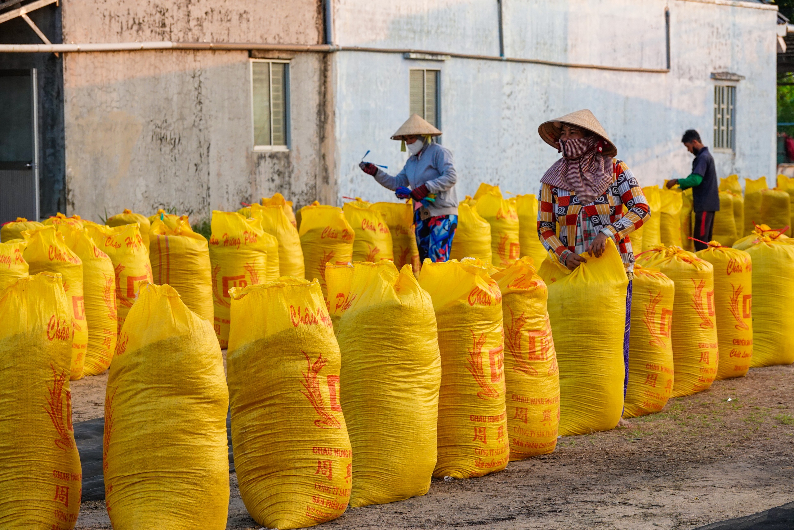 Đội nắng v&aacute;c l&uacute;a m&ugrave;a gặt, lao động miền T&acirc;y 'ai mệt th&igrave; anh em đỡ cho'- Ảnh 9.