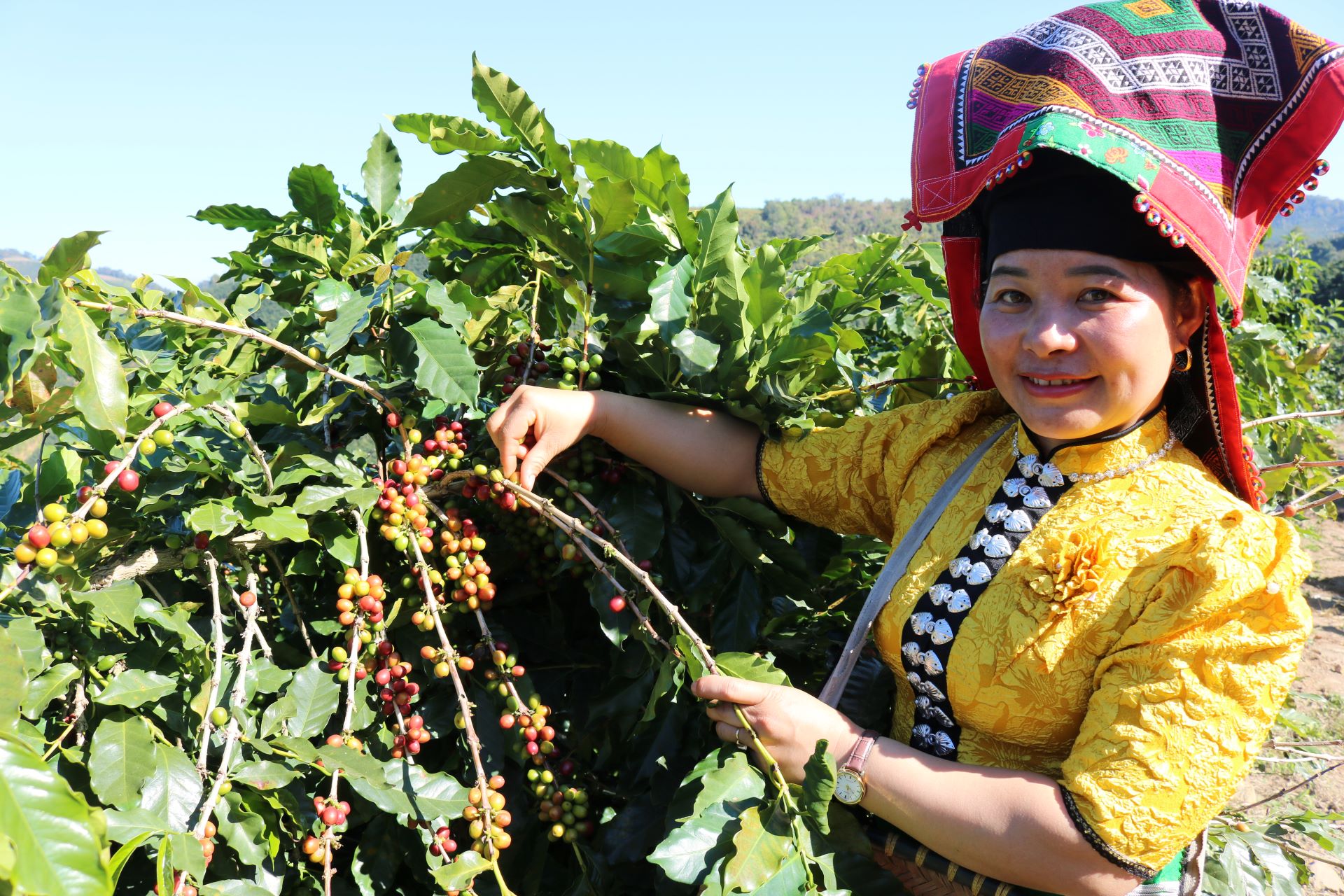 'Đánh thức' hương vị Arabica giữa núi rừng Tây Bắc- Ảnh 2.