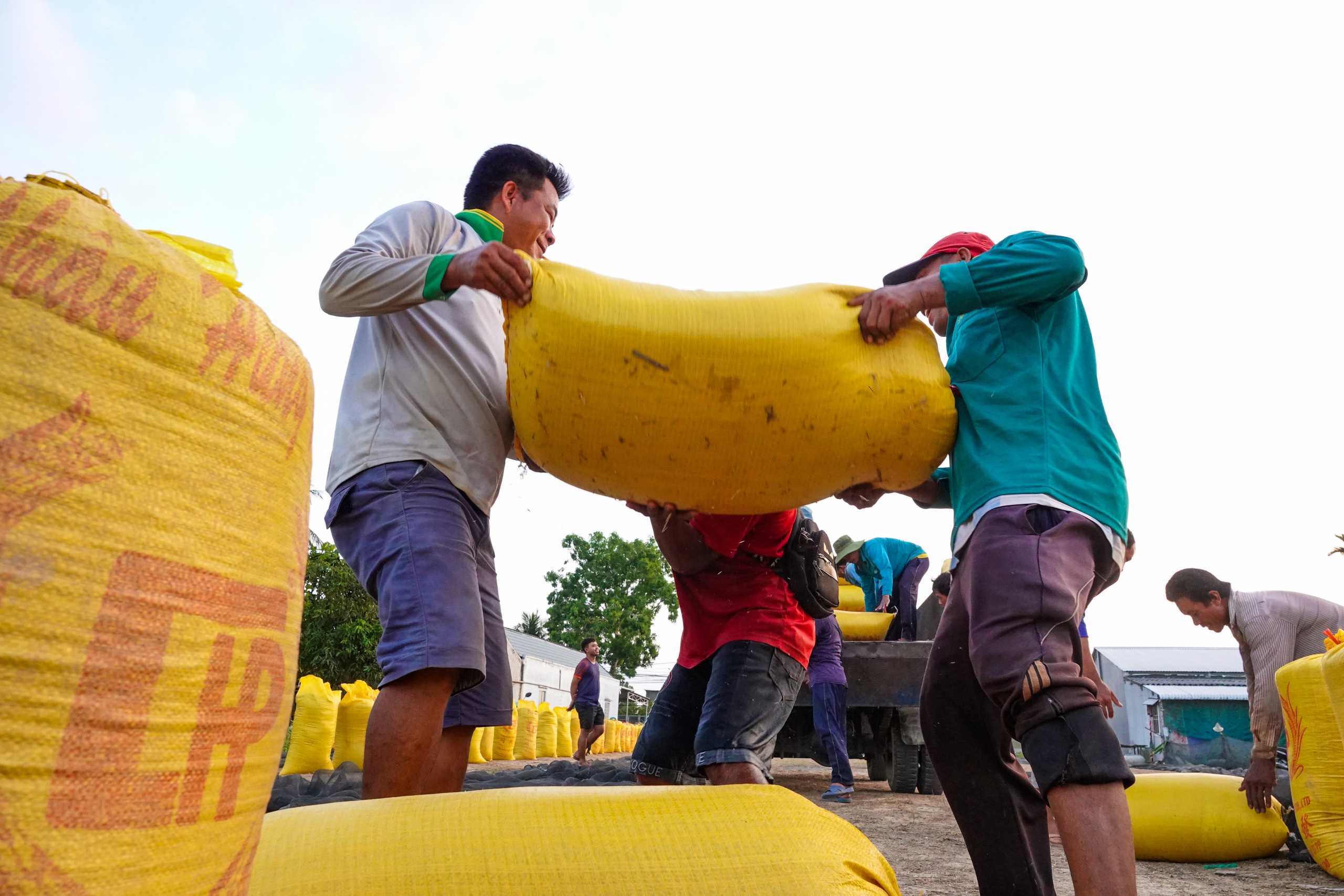 Đội nắng v&aacute;c l&uacute;a m&ugrave;a gặt, lao động miền T&acirc;y 'ai mệt th&igrave; anh em đỡ cho'- Ảnh 3.