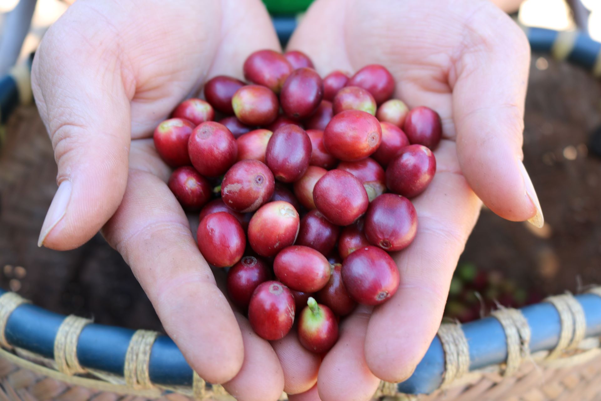 'Đánh thức' hương vị Arabica giữa núi rừng Tây Bắc- Ảnh 3.