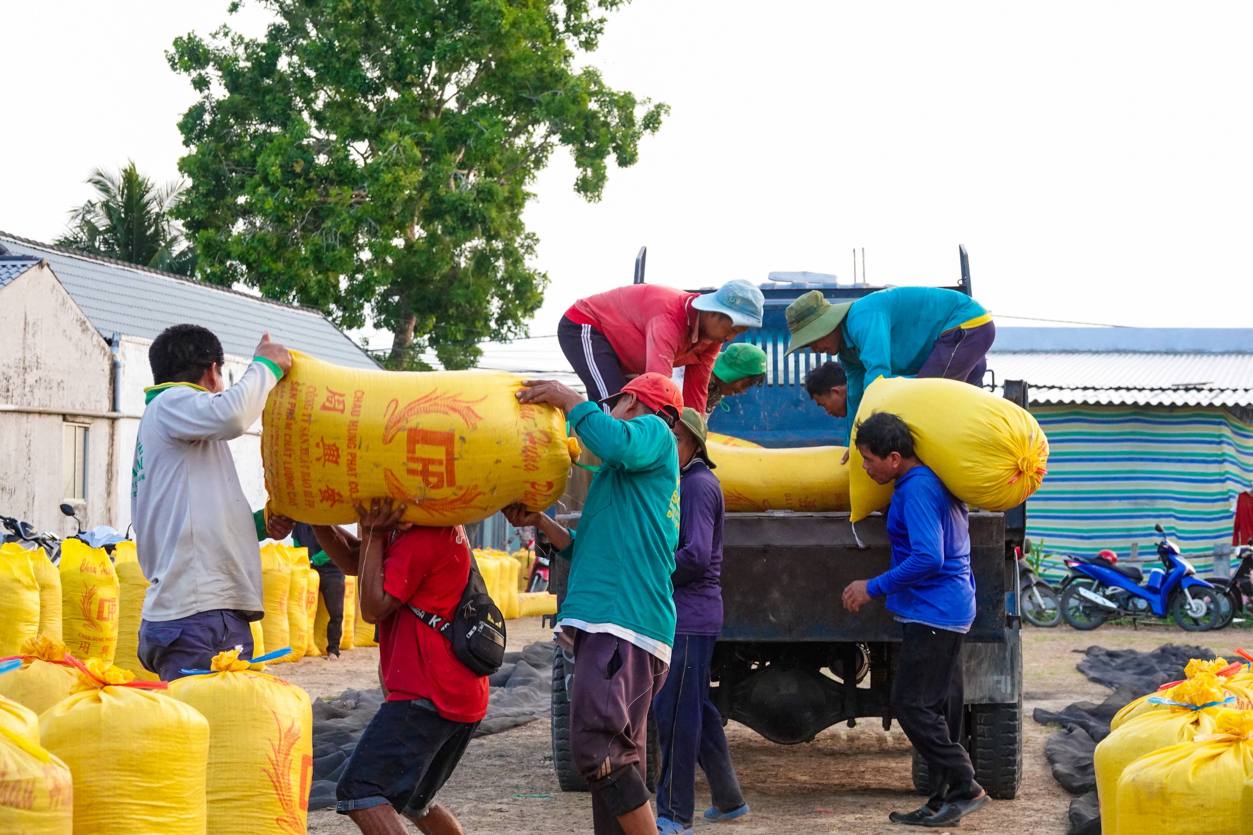 Đội nắng v&aacute;c l&uacute;a m&ugrave;a gặt, lao động miền T&acirc;y 'ai mệt th&igrave; anh em đỡ cho'- Ảnh 4.