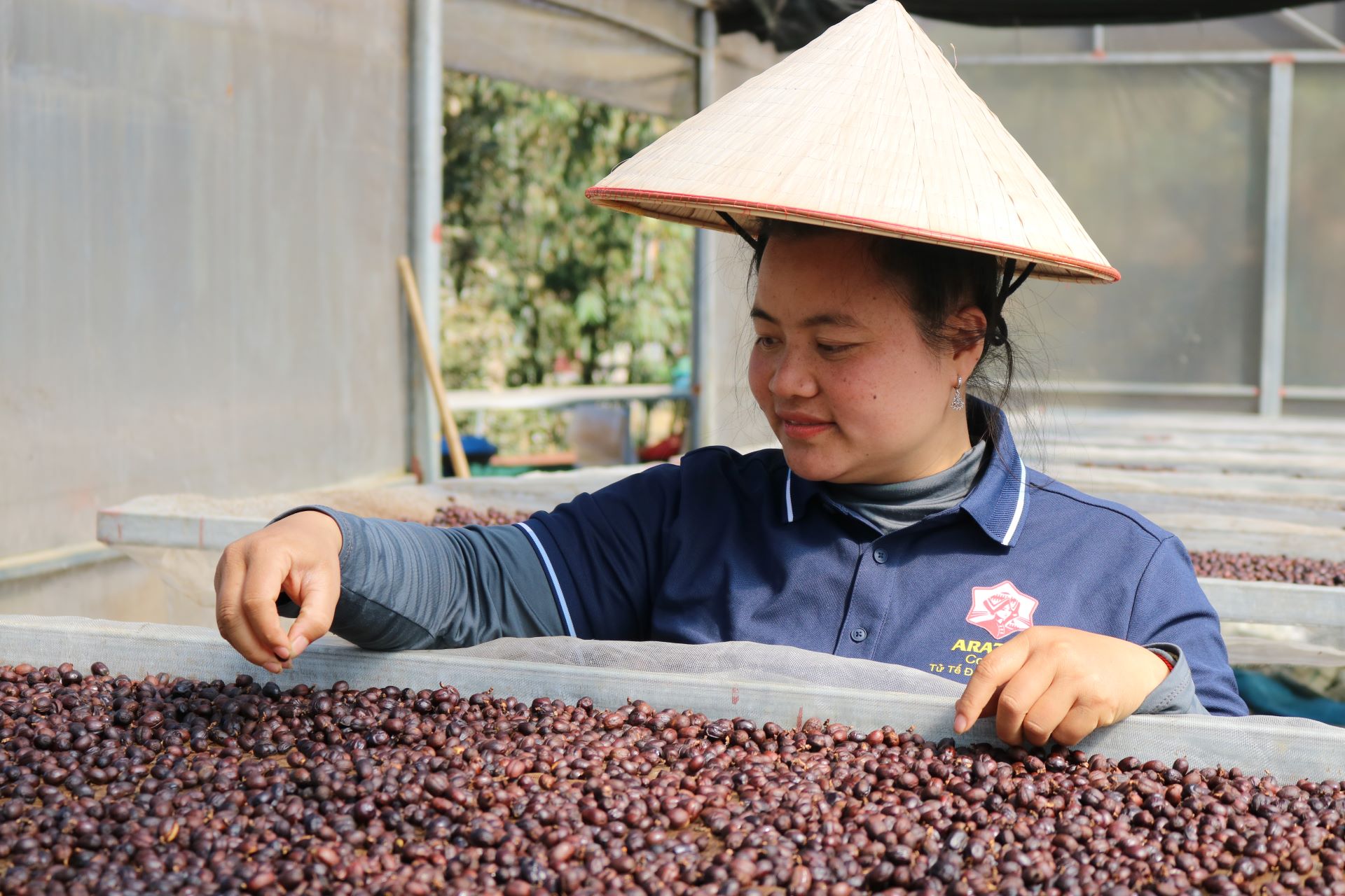 'Đánh thức' hương vị Arabica giữa núi rừng Tây Bắc- Ảnh 5.