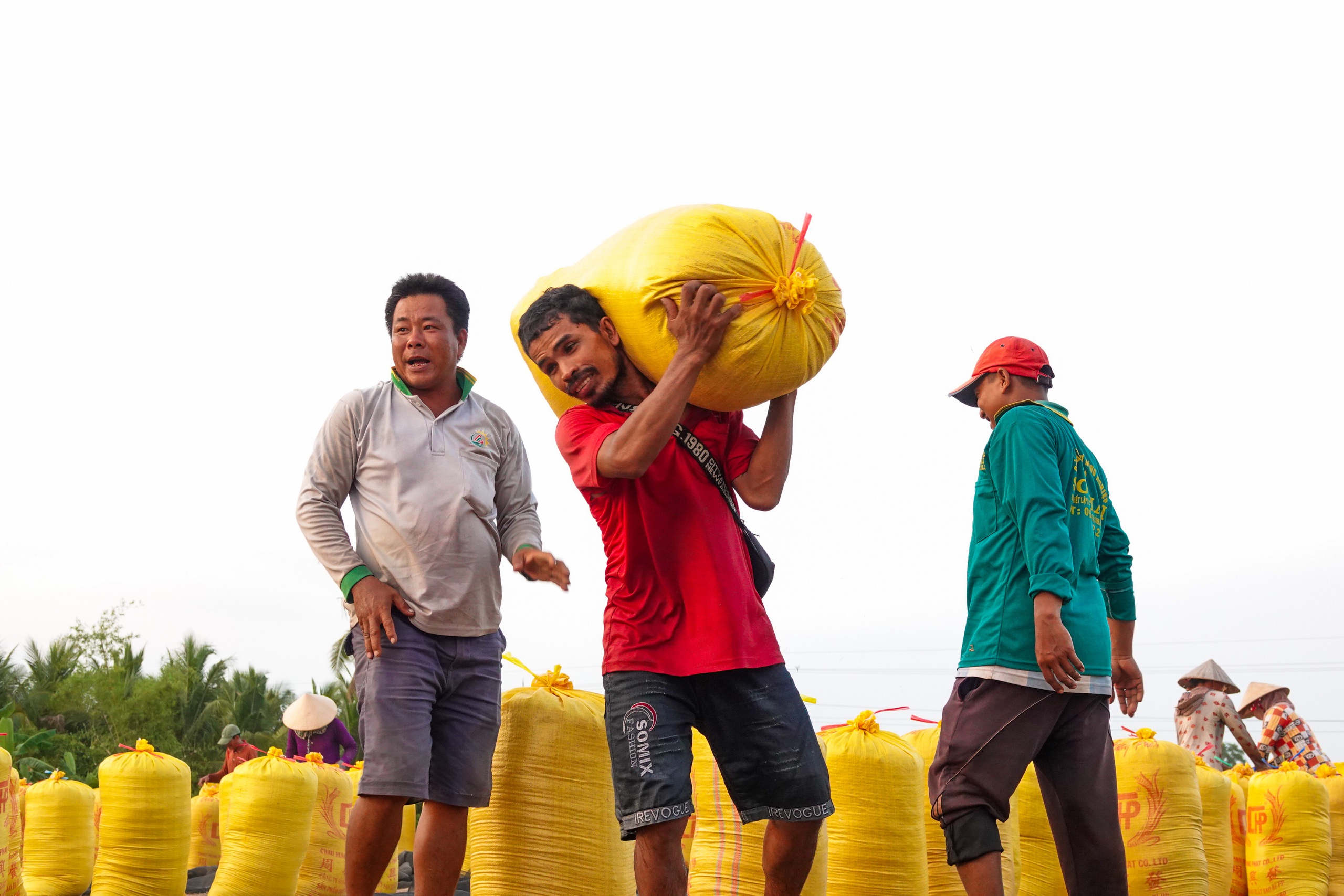 Đội nắng v&aacute;c l&uacute;a m&ugrave;a gặt, lao động miền T&acirc;y 'ai mệt th&igrave; anh em đỡ cho'- Ảnh 5.