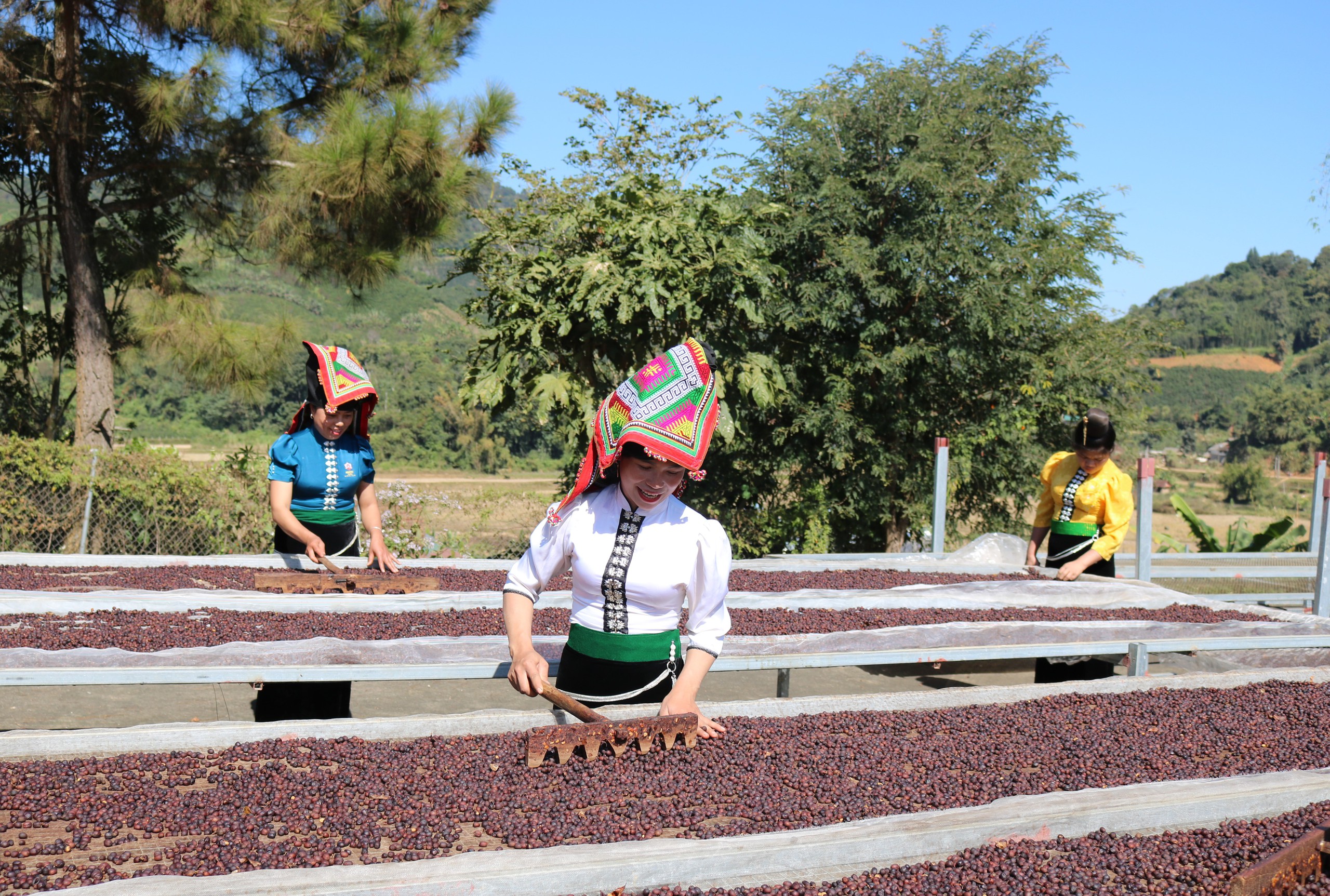 'Đánh thức' hương vị Arabica giữa núi rừng Tây Bắc- Ảnh 4.