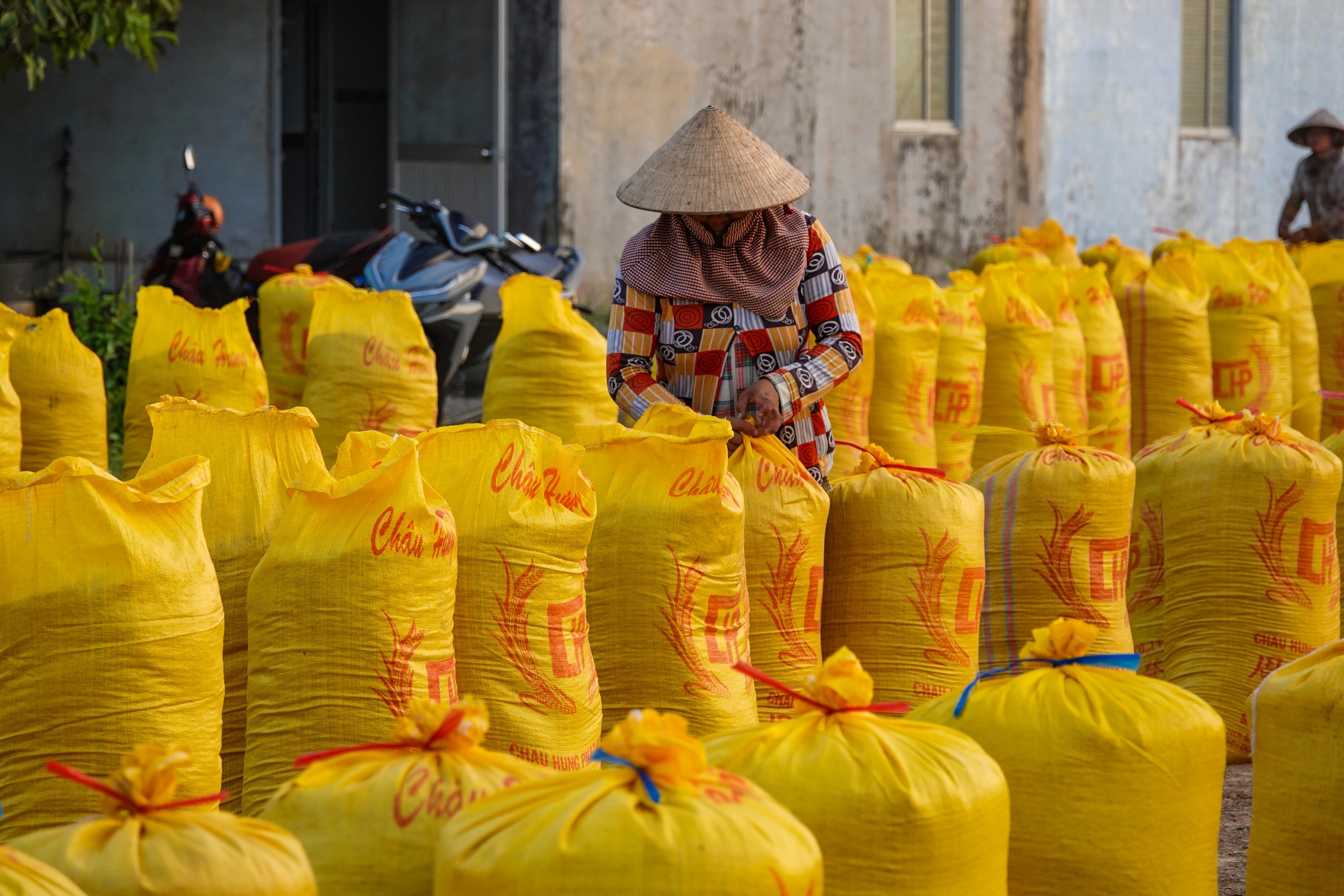 Đội nắng v&aacute;c l&uacute;a m&ugrave;a gặt, lao động miền T&acirc;y 'ai mệt th&igrave; anh em đỡ cho'- Ảnh 6.