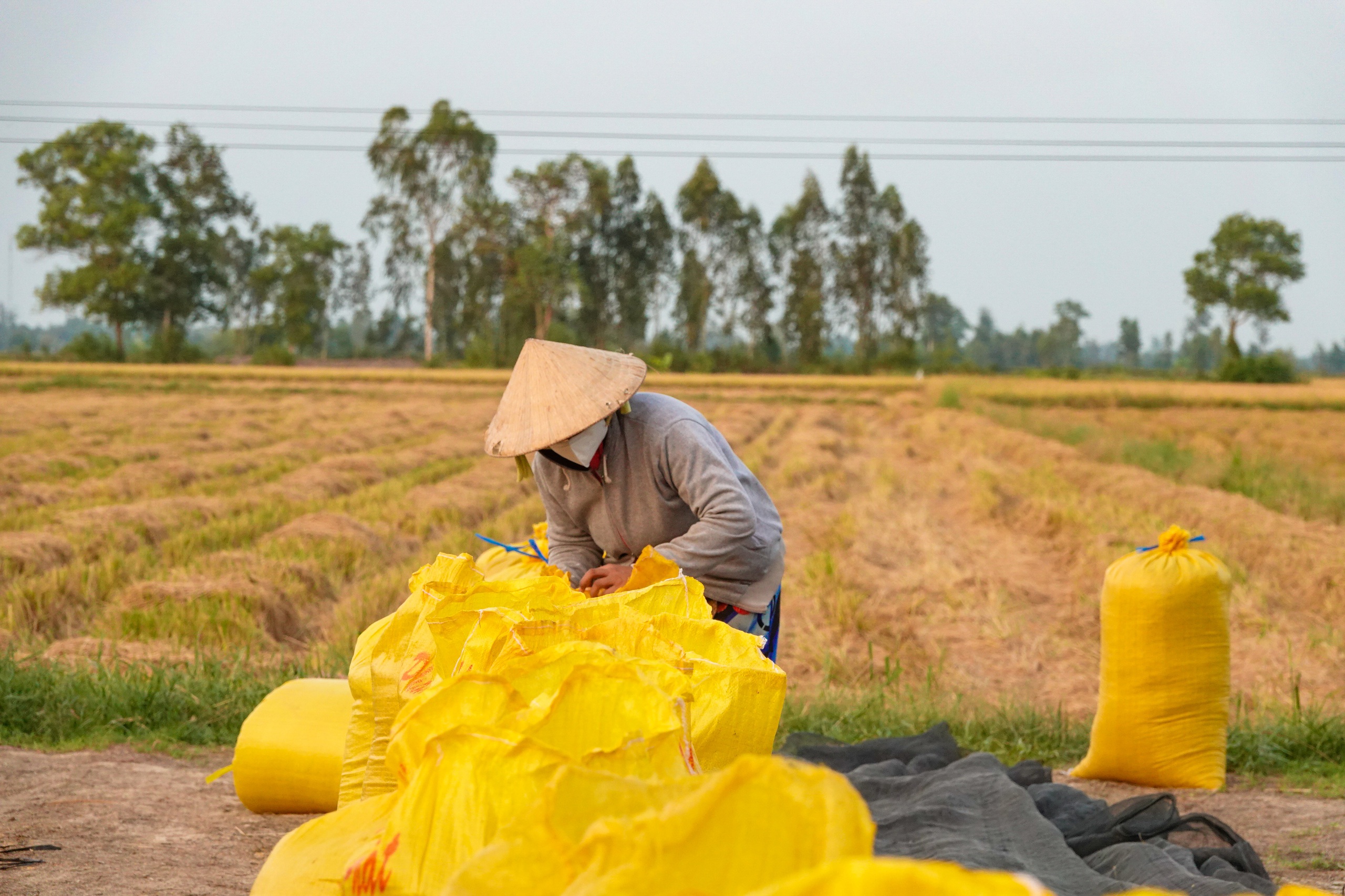 Đội nắng v&aacute;c l&uacute;a m&ugrave;a gặt, lao động miền T&acirc;y 'ai mệt th&igrave; anh em đỡ cho'- Ảnh 7.