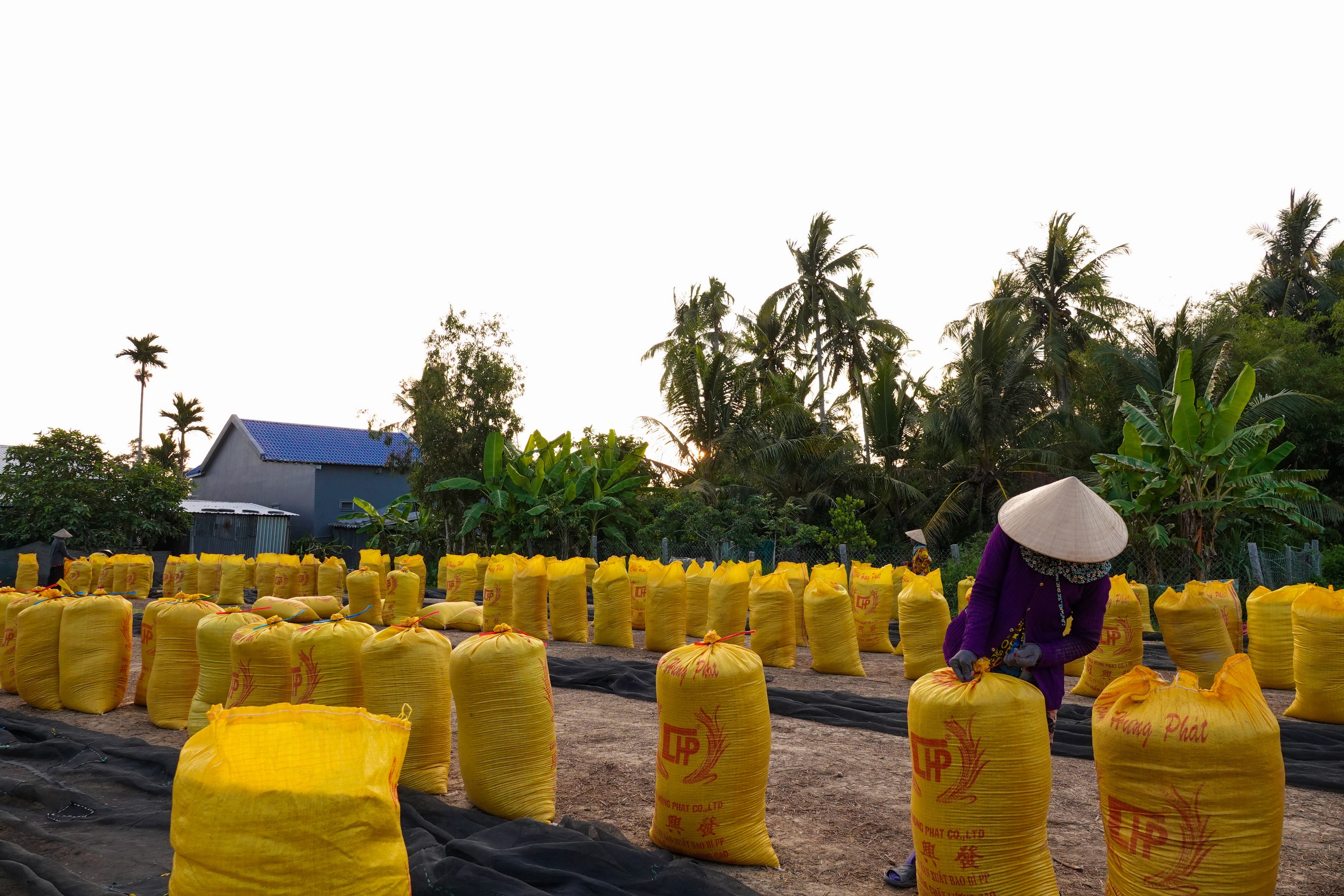 Đội nắng v&aacute;c l&uacute;a m&ugrave;a gặt, lao động miền T&acirc;y 'ai mệt th&igrave; anh em đỡ cho'- Ảnh 8.