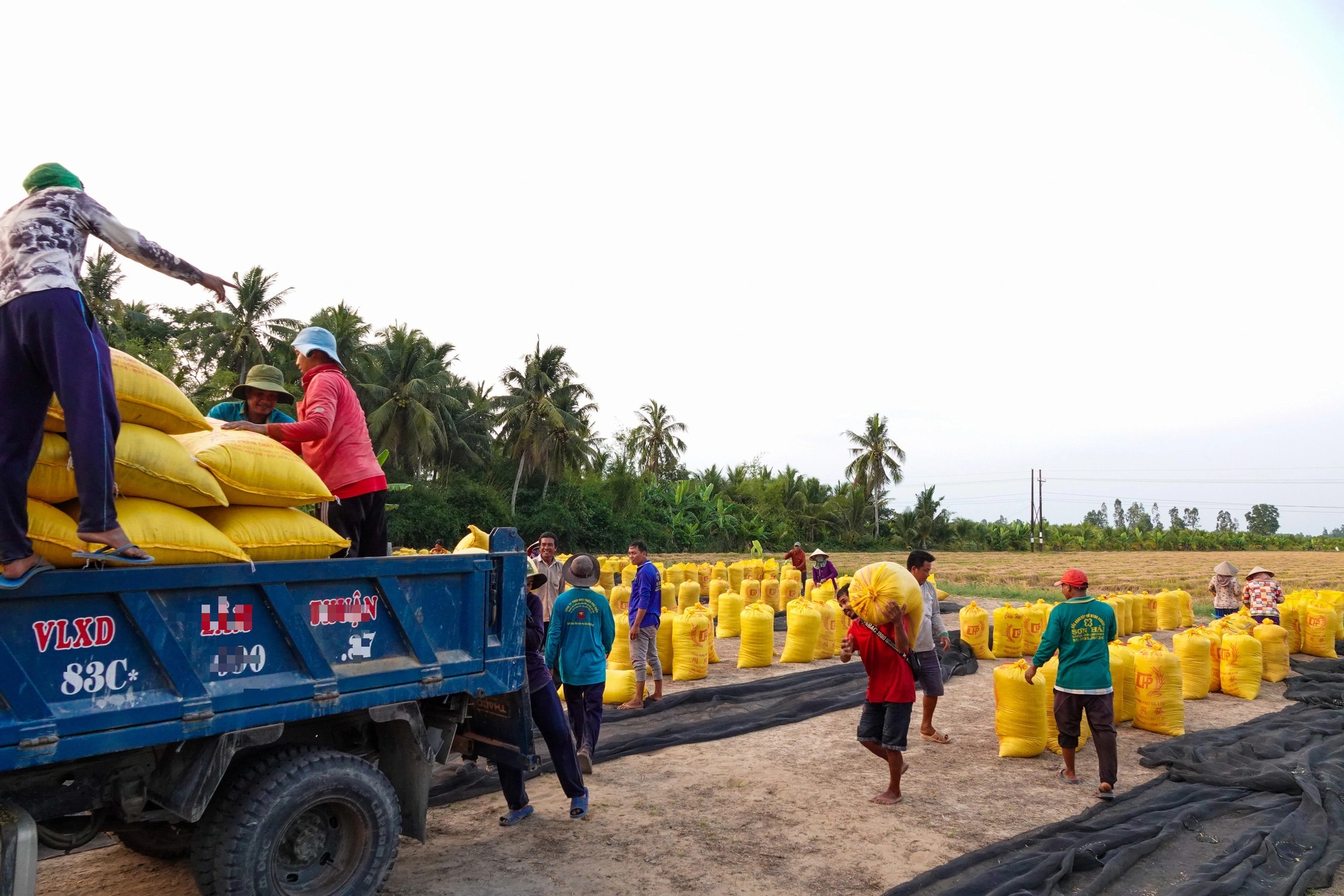 Đội nắng v&aacute;c l&uacute;a m&ugrave;a gặt, lao động miền T&acirc;y 'ai mệt th&igrave; anh em đỡ cho'- Ảnh 2.