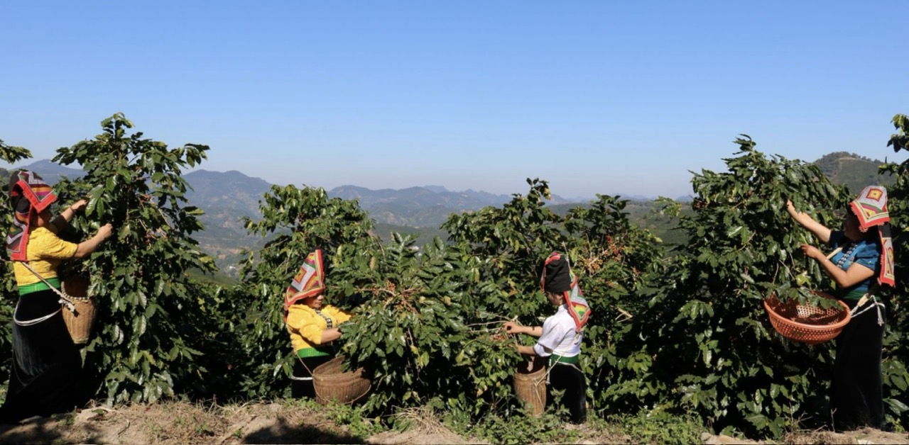 'Đánh thức' hương vị Arabica giữa núi rừng Tây Bắc- Ảnh 1.