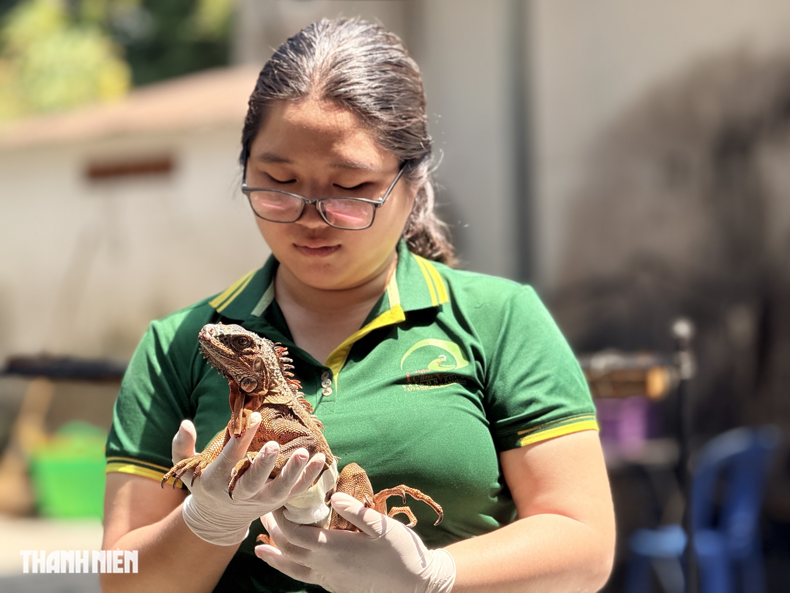 Con sư tử nằm xuống sau mũi phi ti&ecirc;u v&agrave; chuyện chưa kể ở Thảo Cầm Vi&ecirc;n - Ảnh 7.